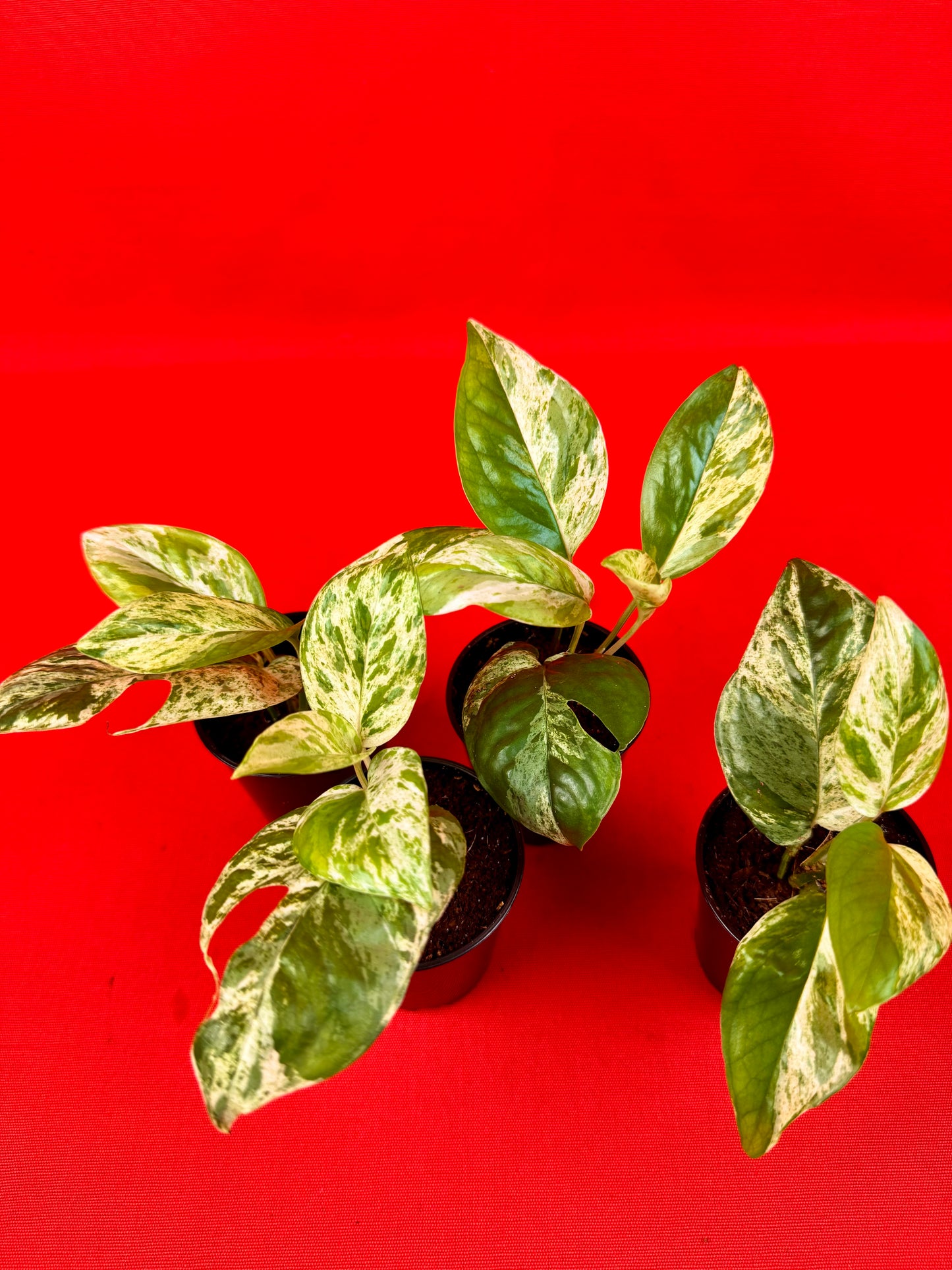 Epipremnum pinnatum 'Marble' (s) - LUplnts
