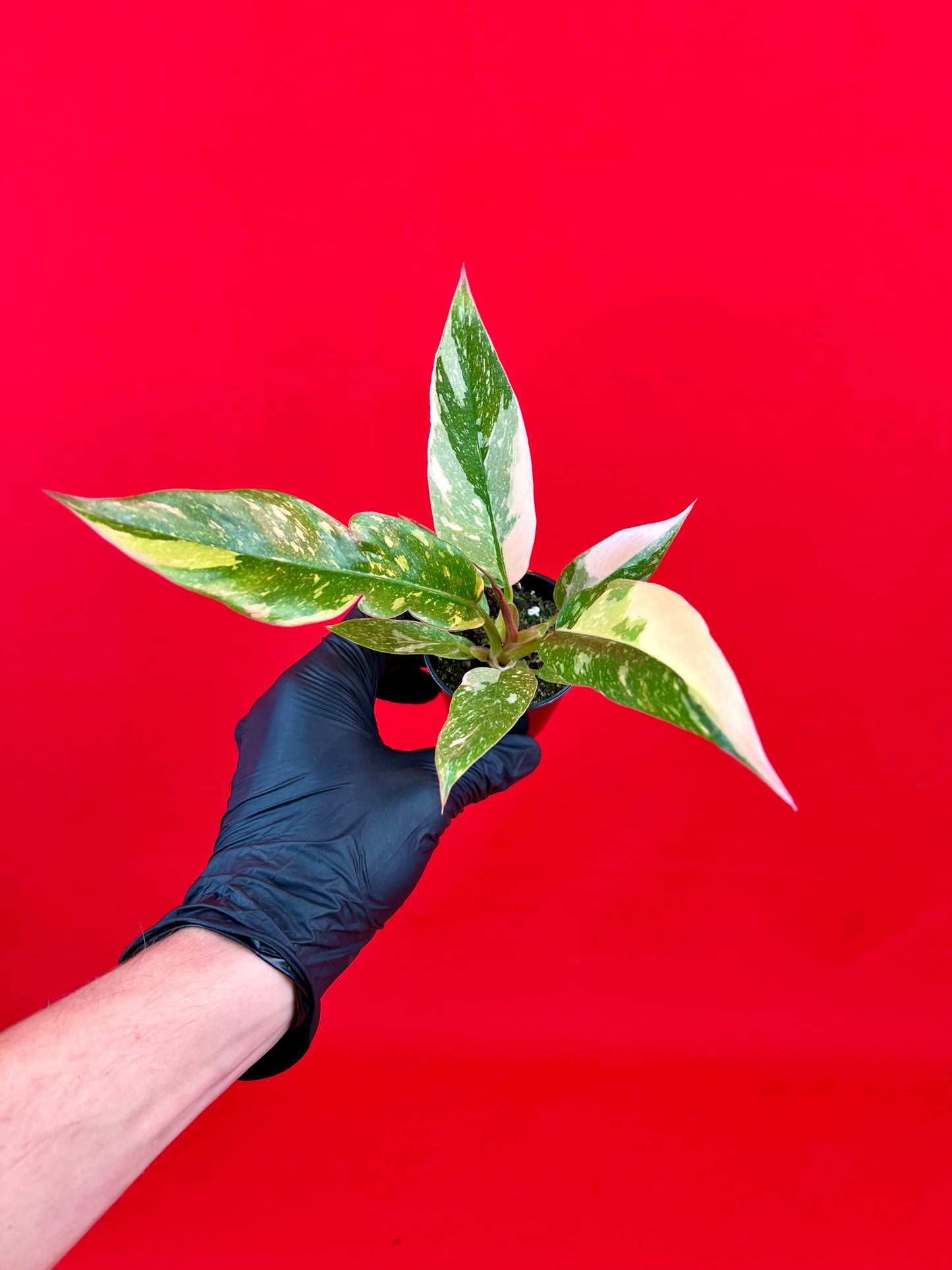 Philodendron 'Ring of Fire' (s) - LUplnts