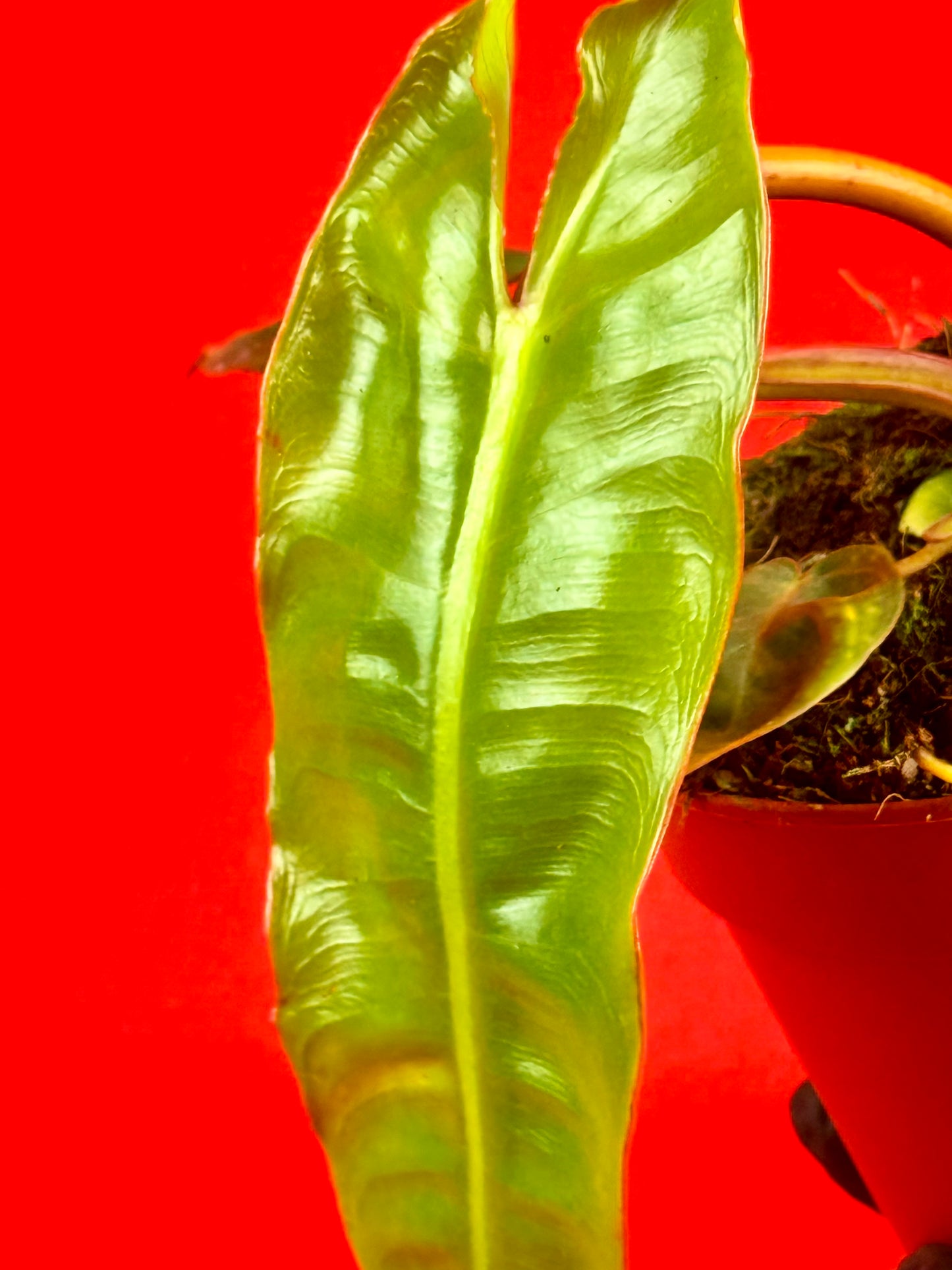 Philodendron Billietiae - LUplnts