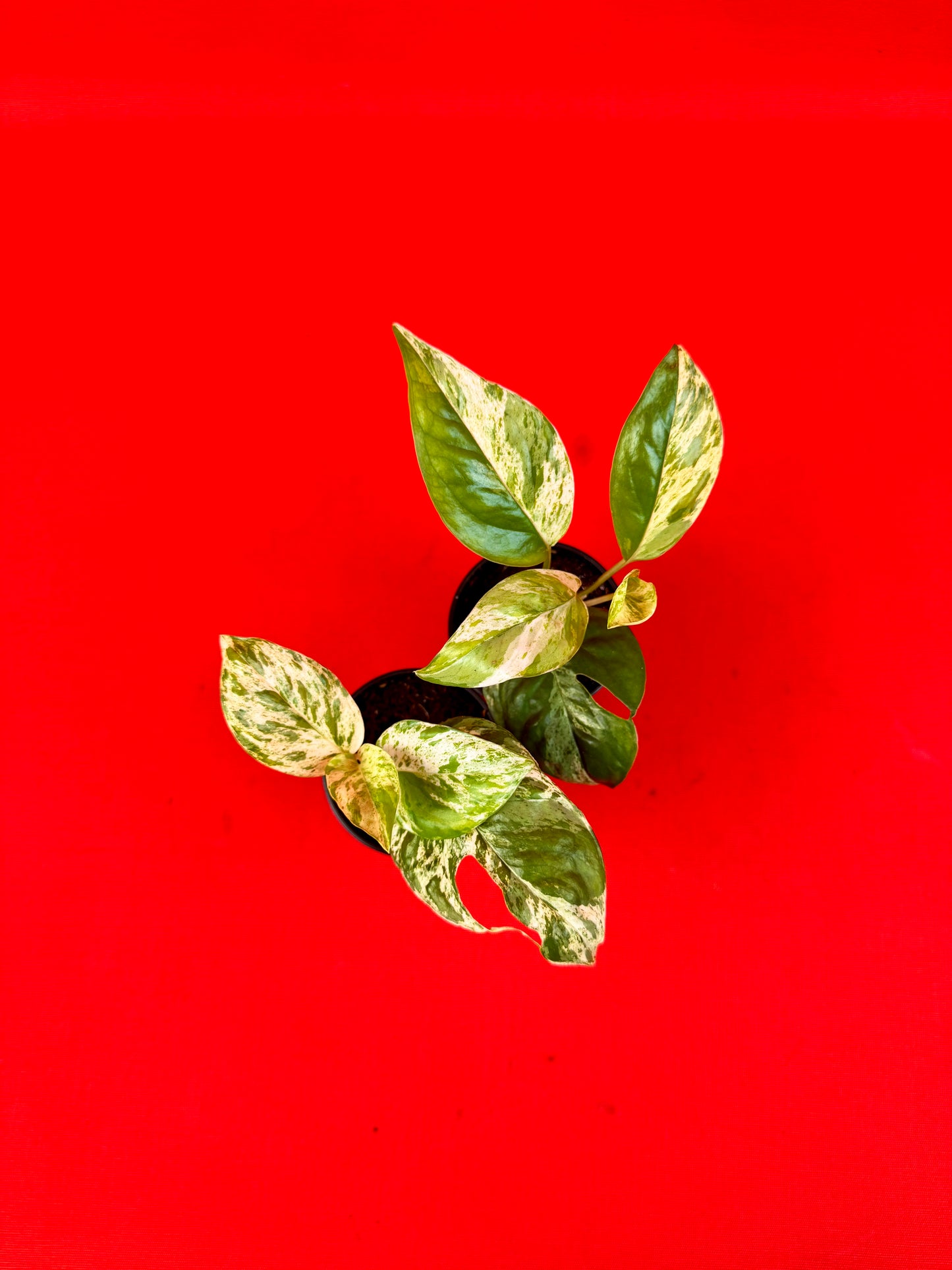 Epipremnum pinnatum 'Marble' (s) - LUplnts