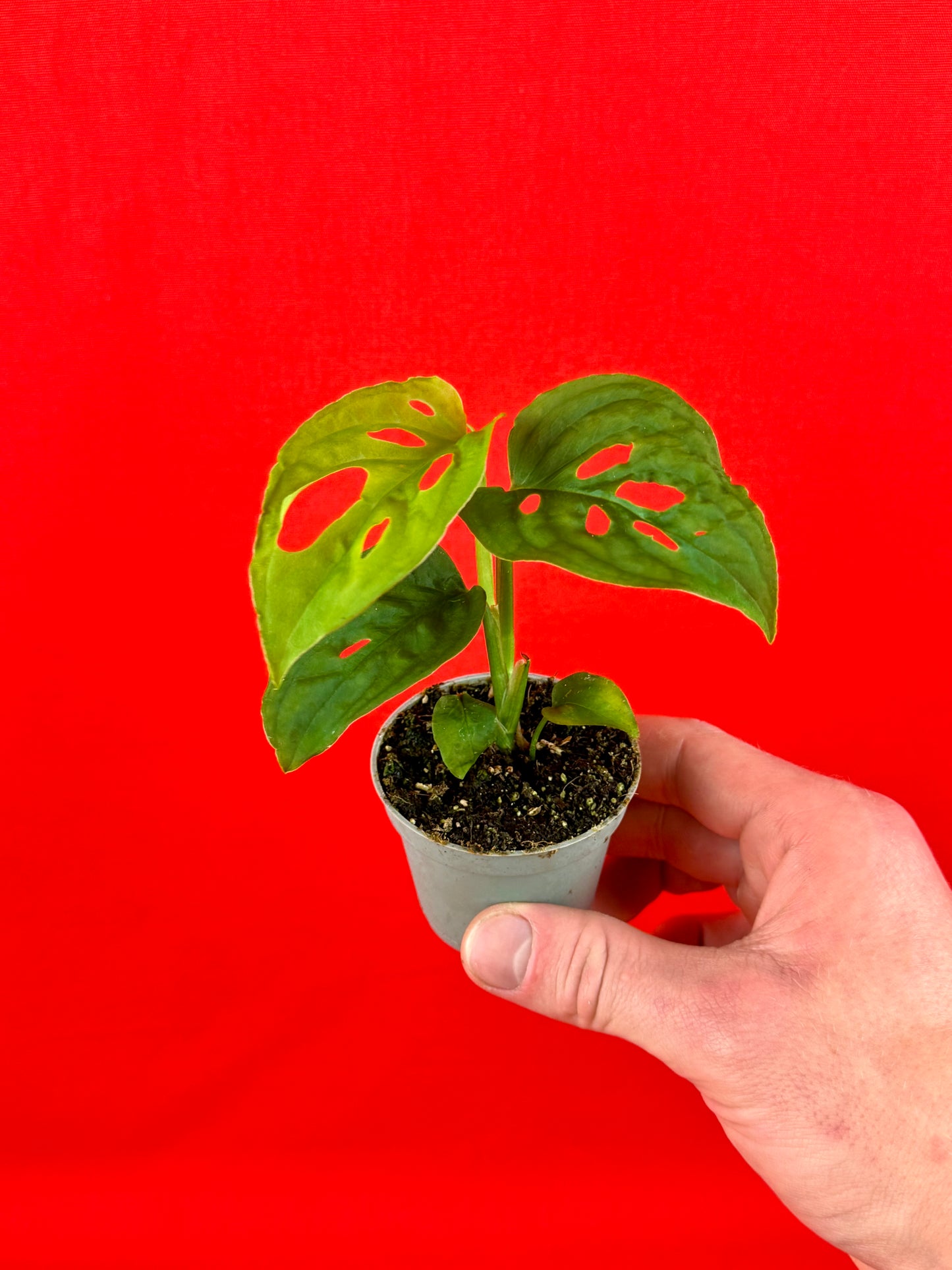 Monstera Adansonii subsp. laniata - LUplnts