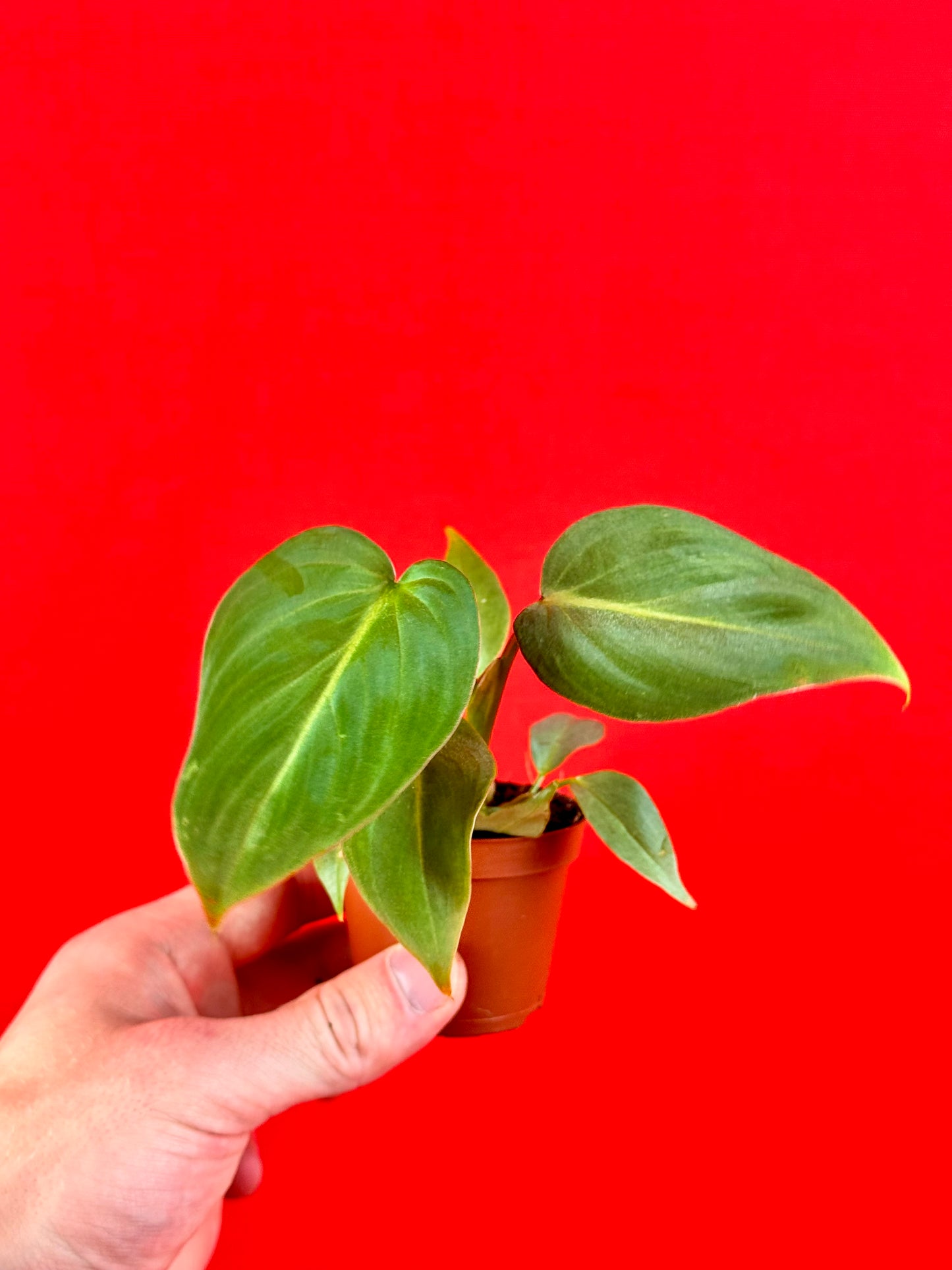 Philodendron Gloriosum ‘Verde’ (s) - LUplnts