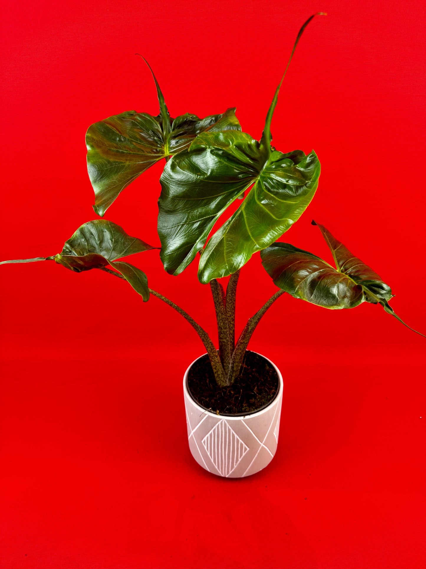 Alocasia Stingray - LUplnts