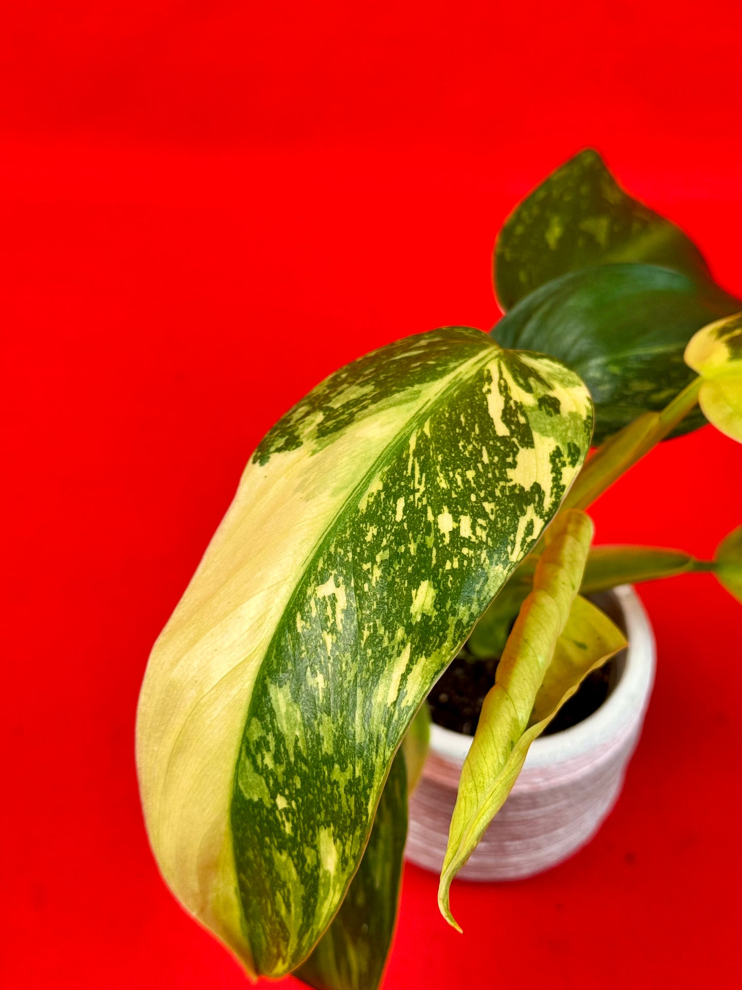 Philodendron 'Jose Buono' (s) - LUplnts