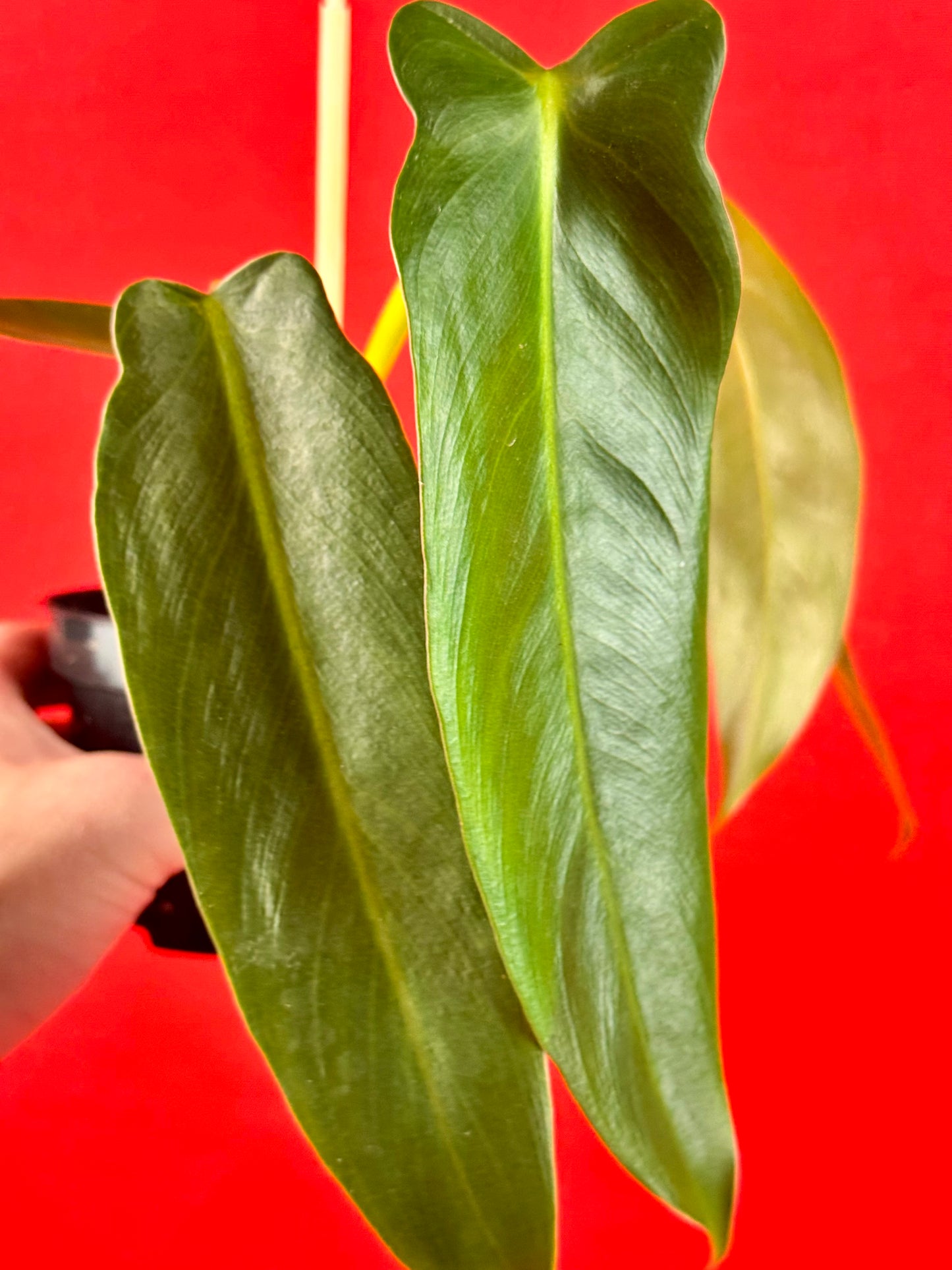 Philodendron Spiritus-Sancti - LUplnts