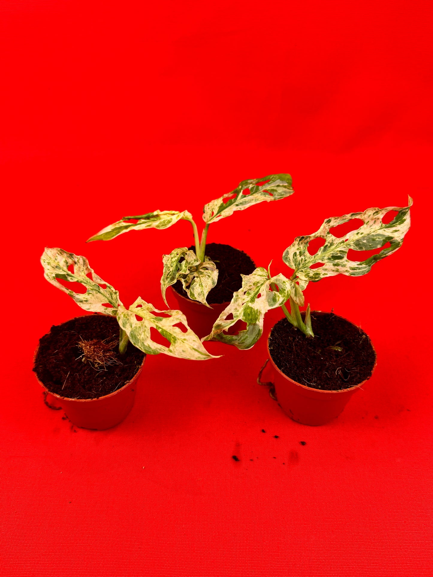 Monstera Frozen Freckless (s) - LUplnts