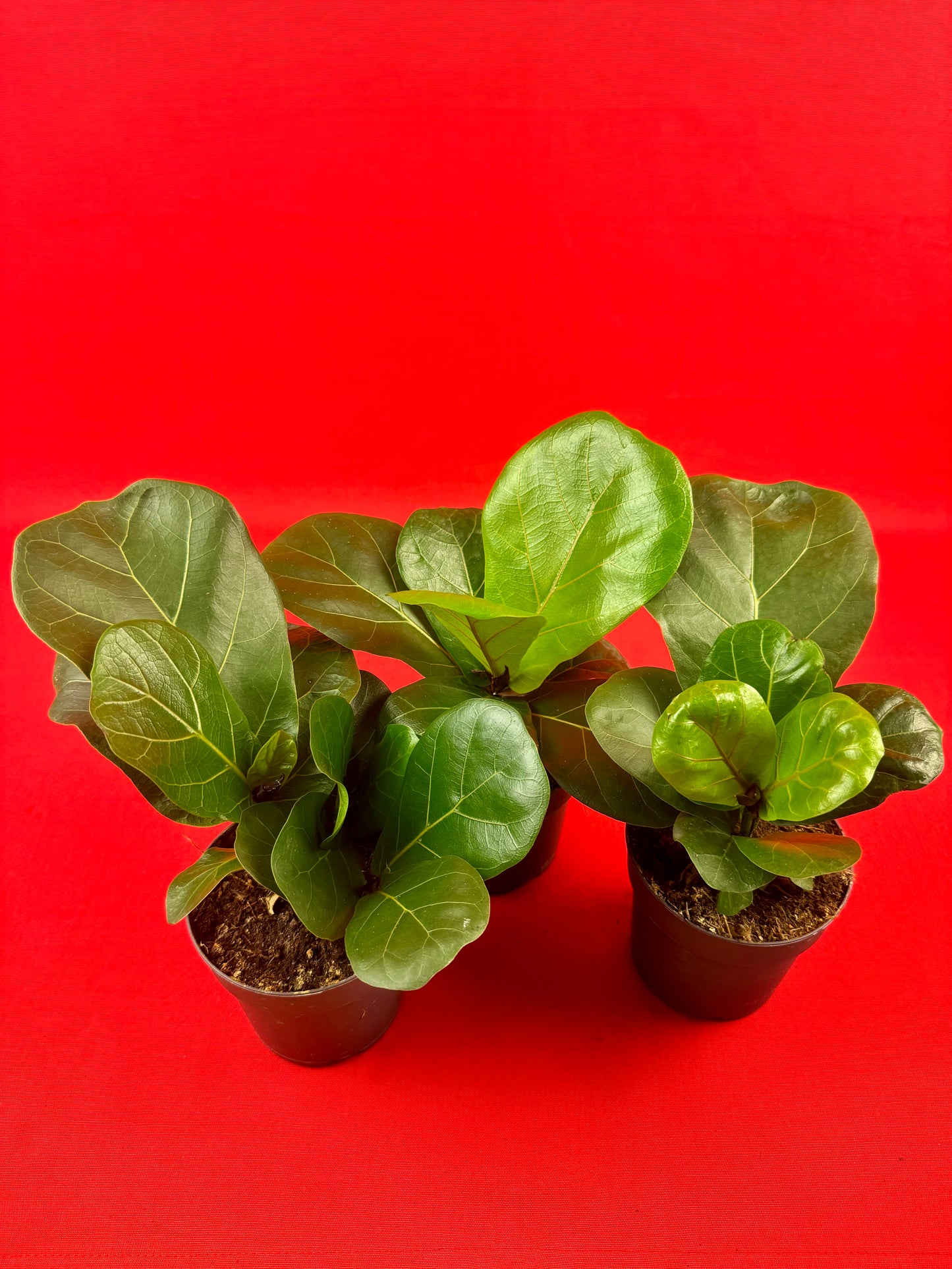 Ficus lyrata - LUplnts