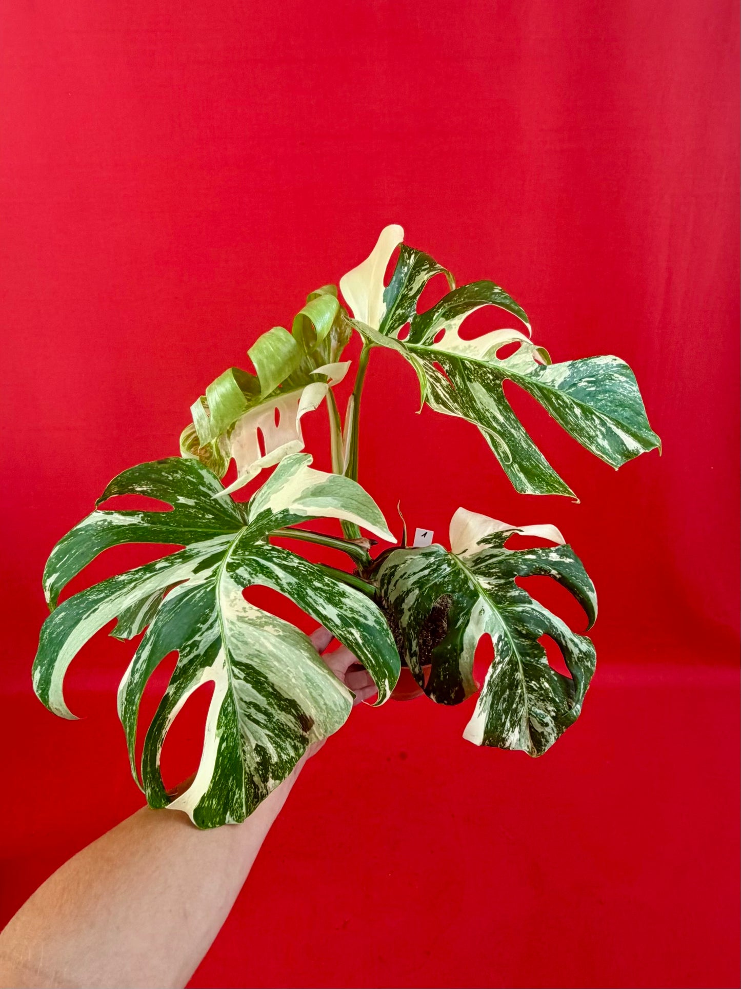 Monstera Deliciosa Variegata