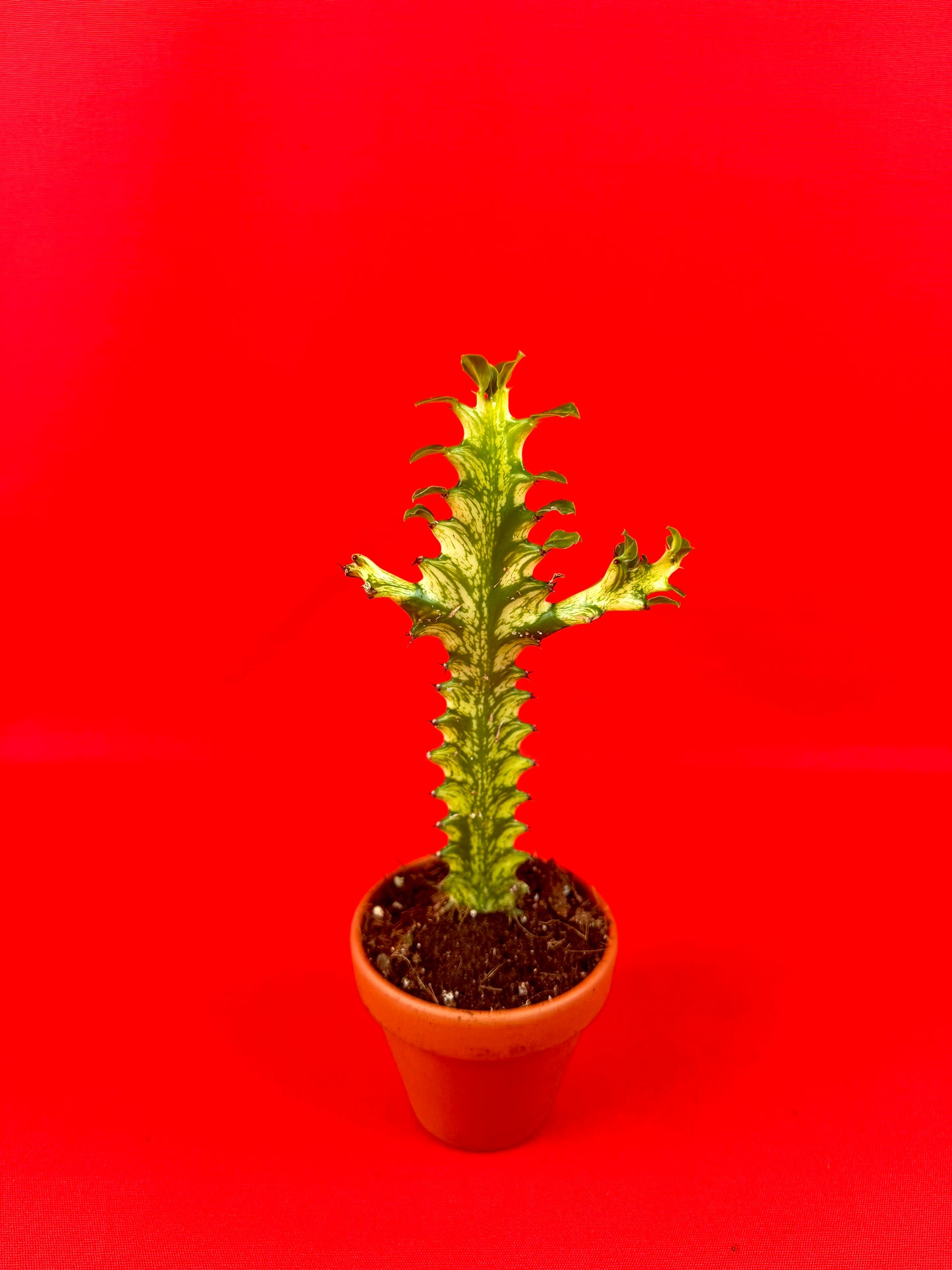Euphorbia lactea 'Variegata'