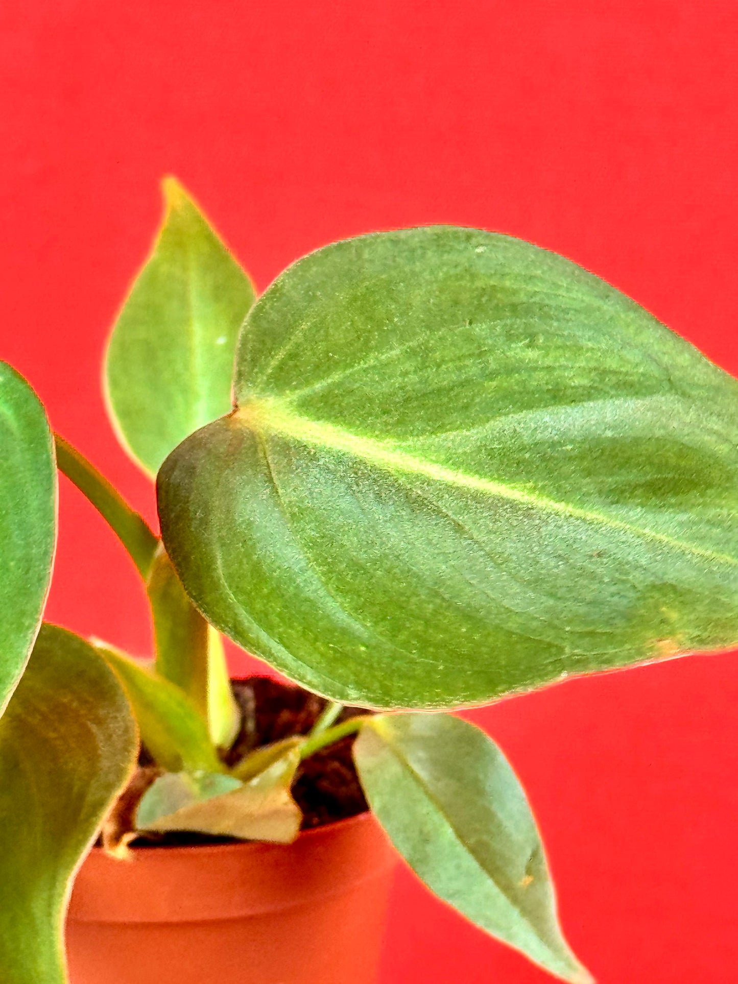 Philodendron Gloriosum ‘Verde’ (s) - LUplnts
