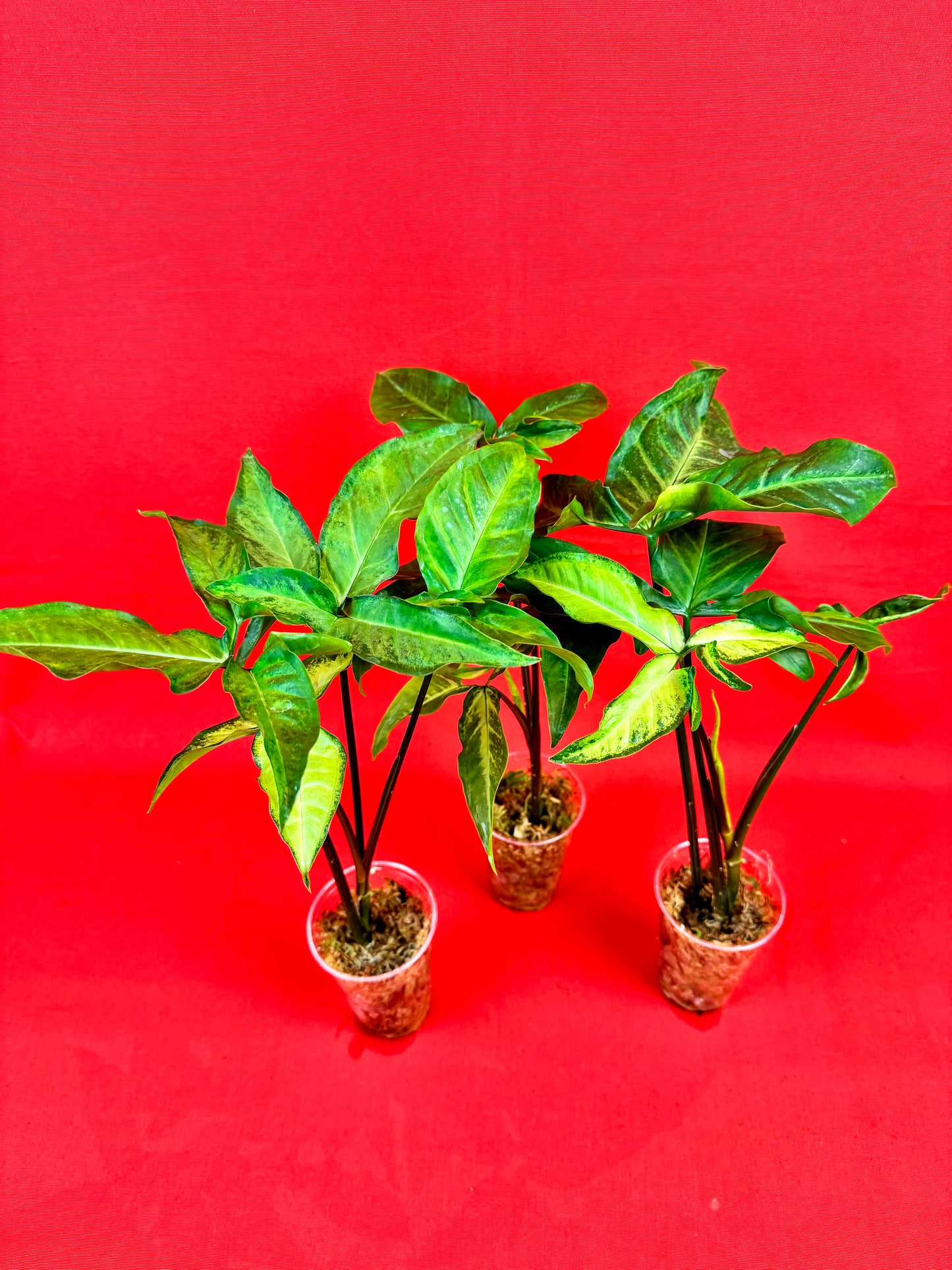 Syngonium Angustatum (s) - LUplnts