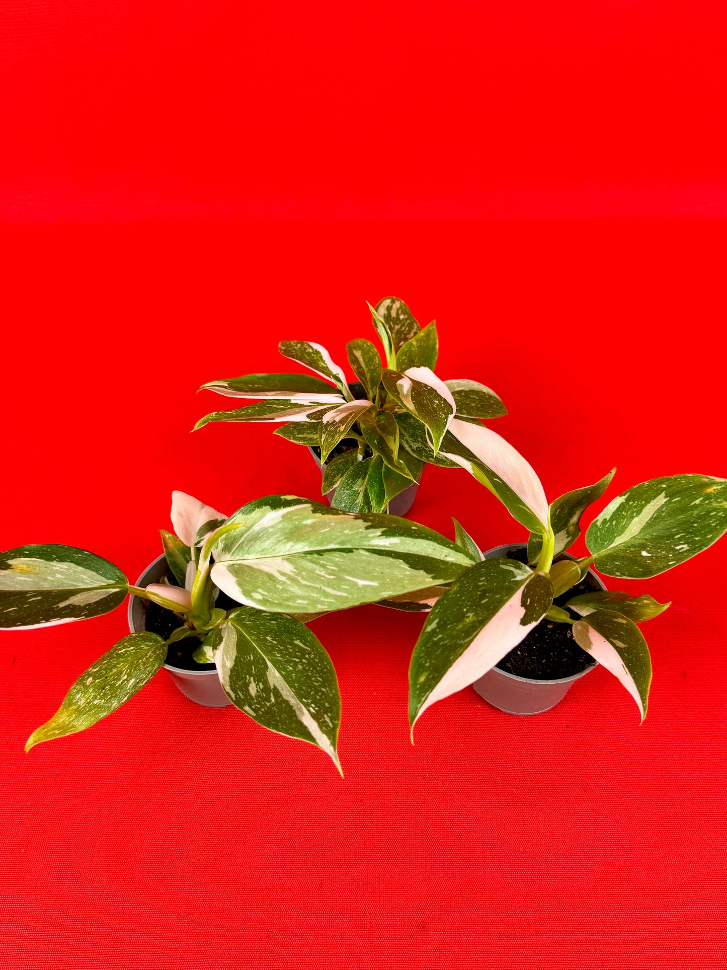 Philodendron 'White Wizard' (s) - LUplnts