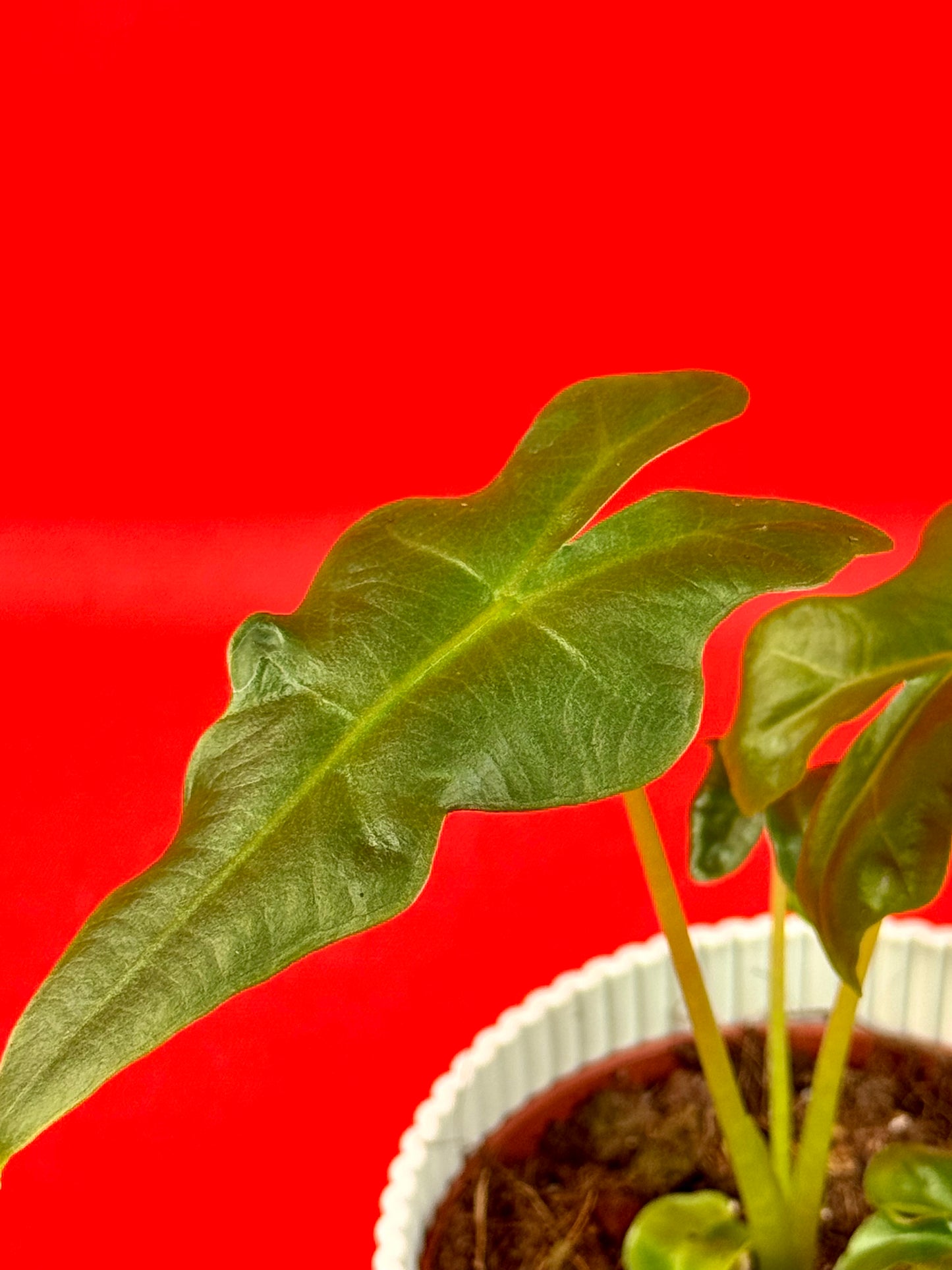Alocasia Portei - LUplnts