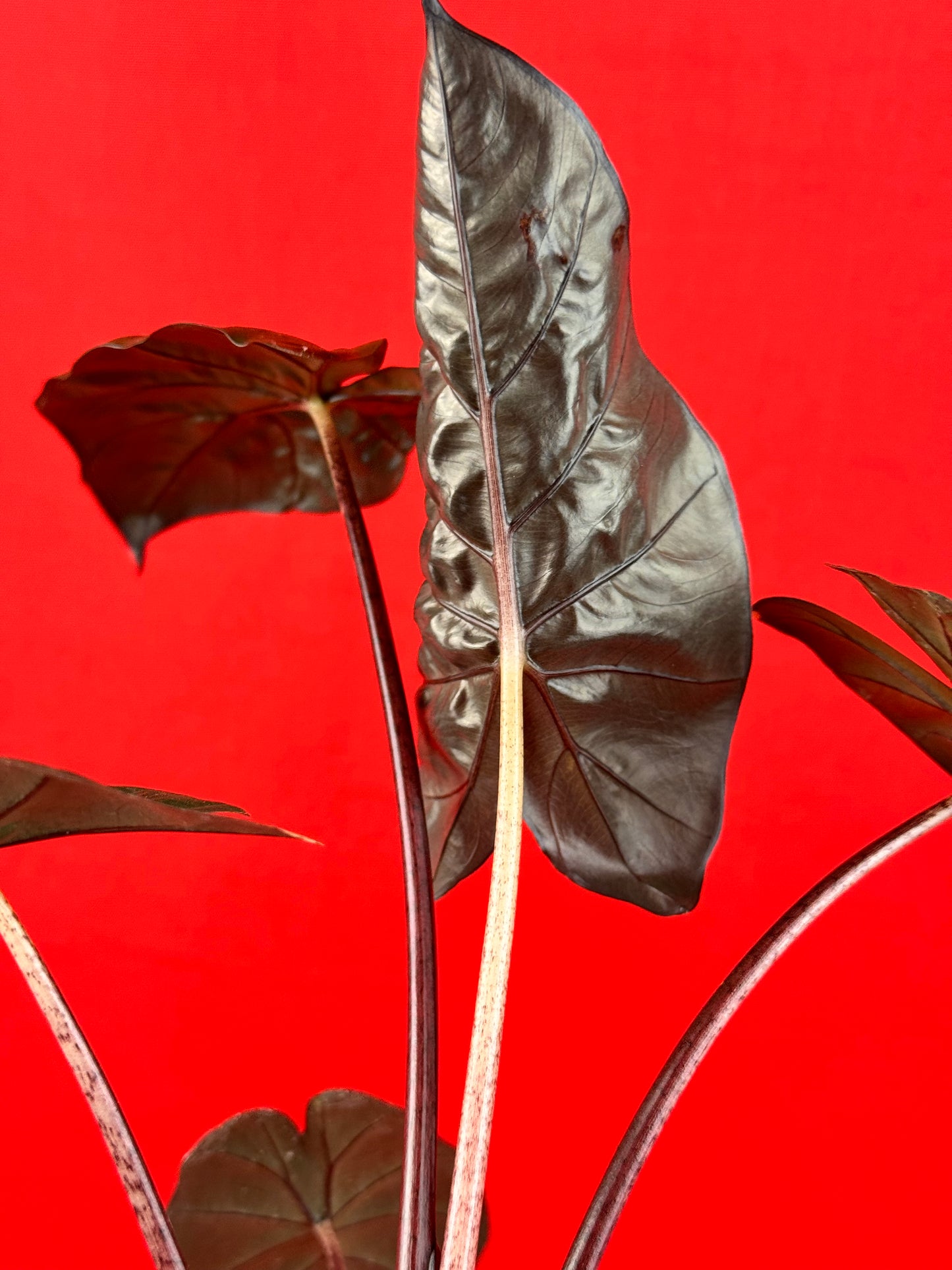 Alocasia Yucatan Princess - LUplnts