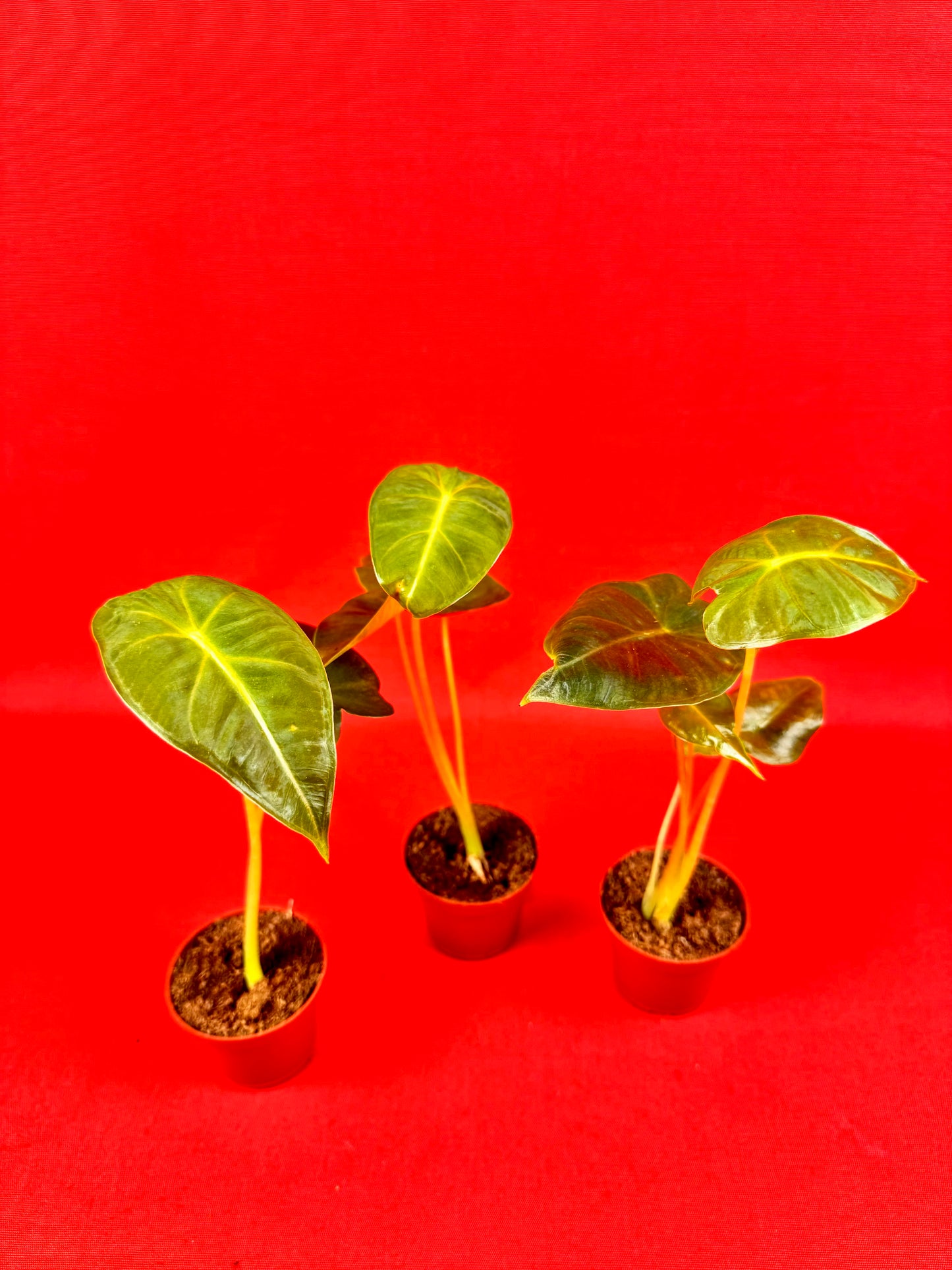 Alocasia micholitziana Frydek (s) - LUplnts