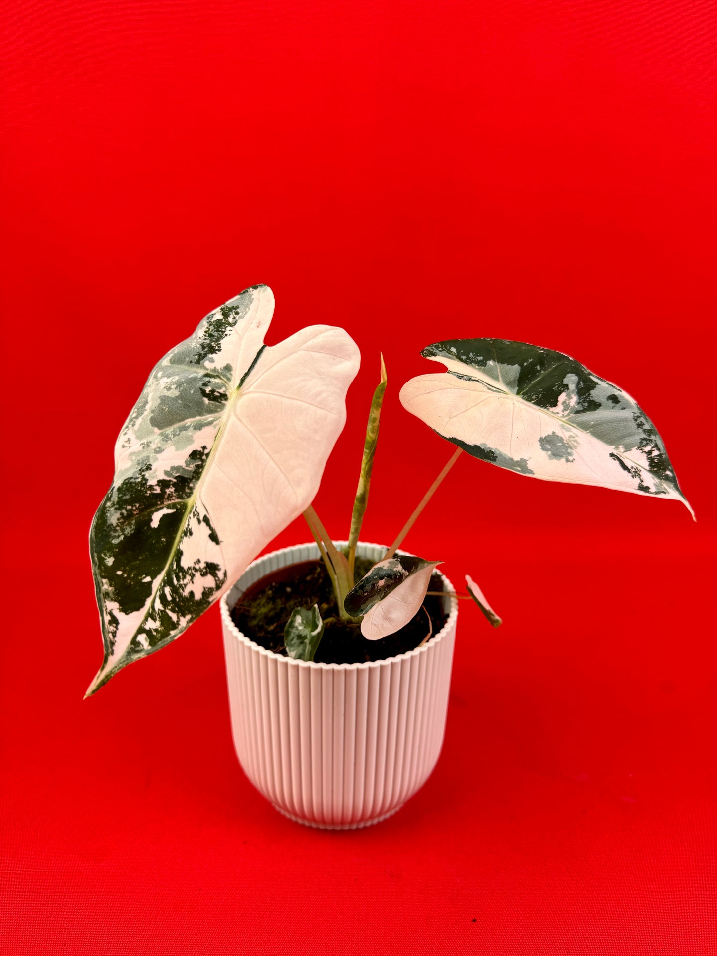 Alocasia micholitziana Frydek Variegata - LUplnts