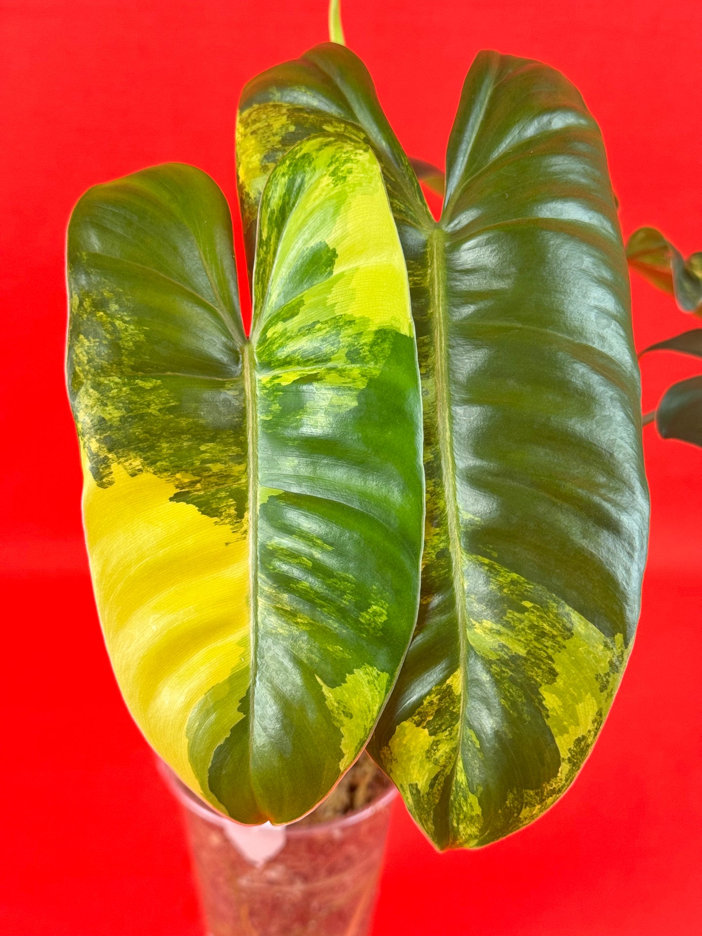 Philodendron Burle Marx variegata - LUplnts