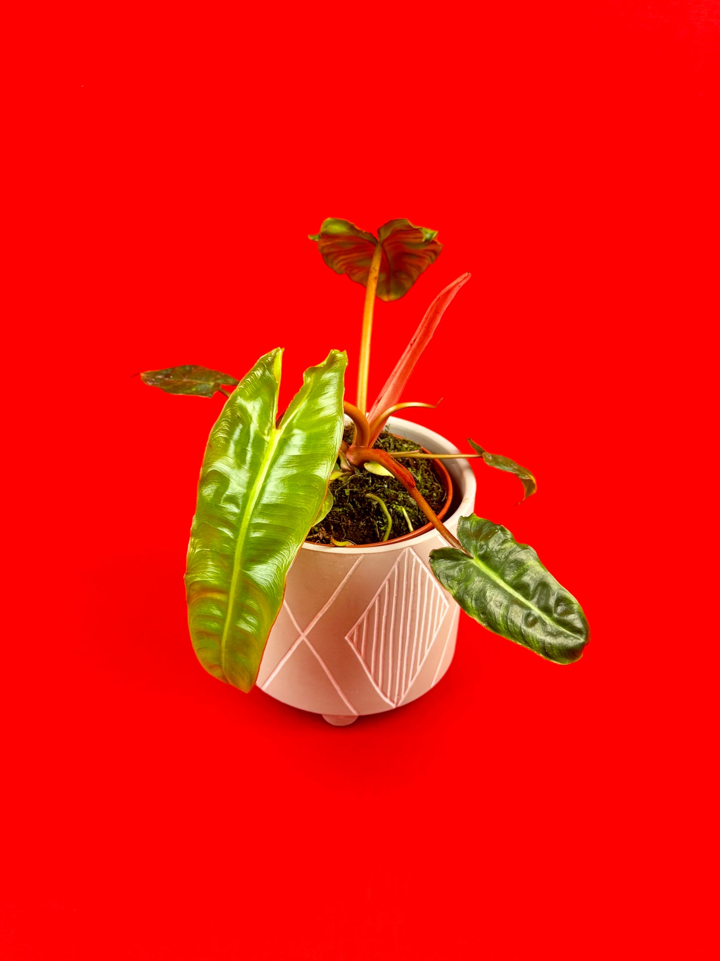 Philodendron Billietiae - LUplnts