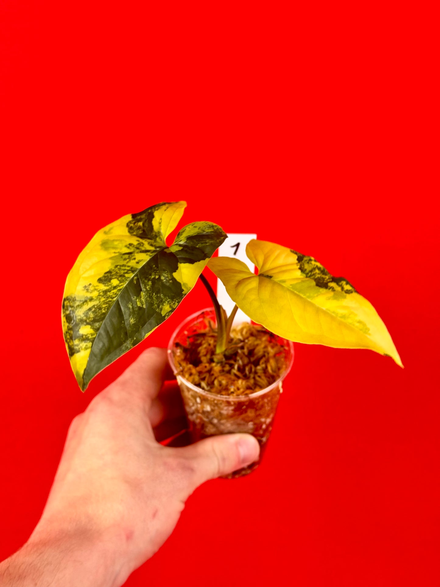 Syngonium Aurea - LUplnts