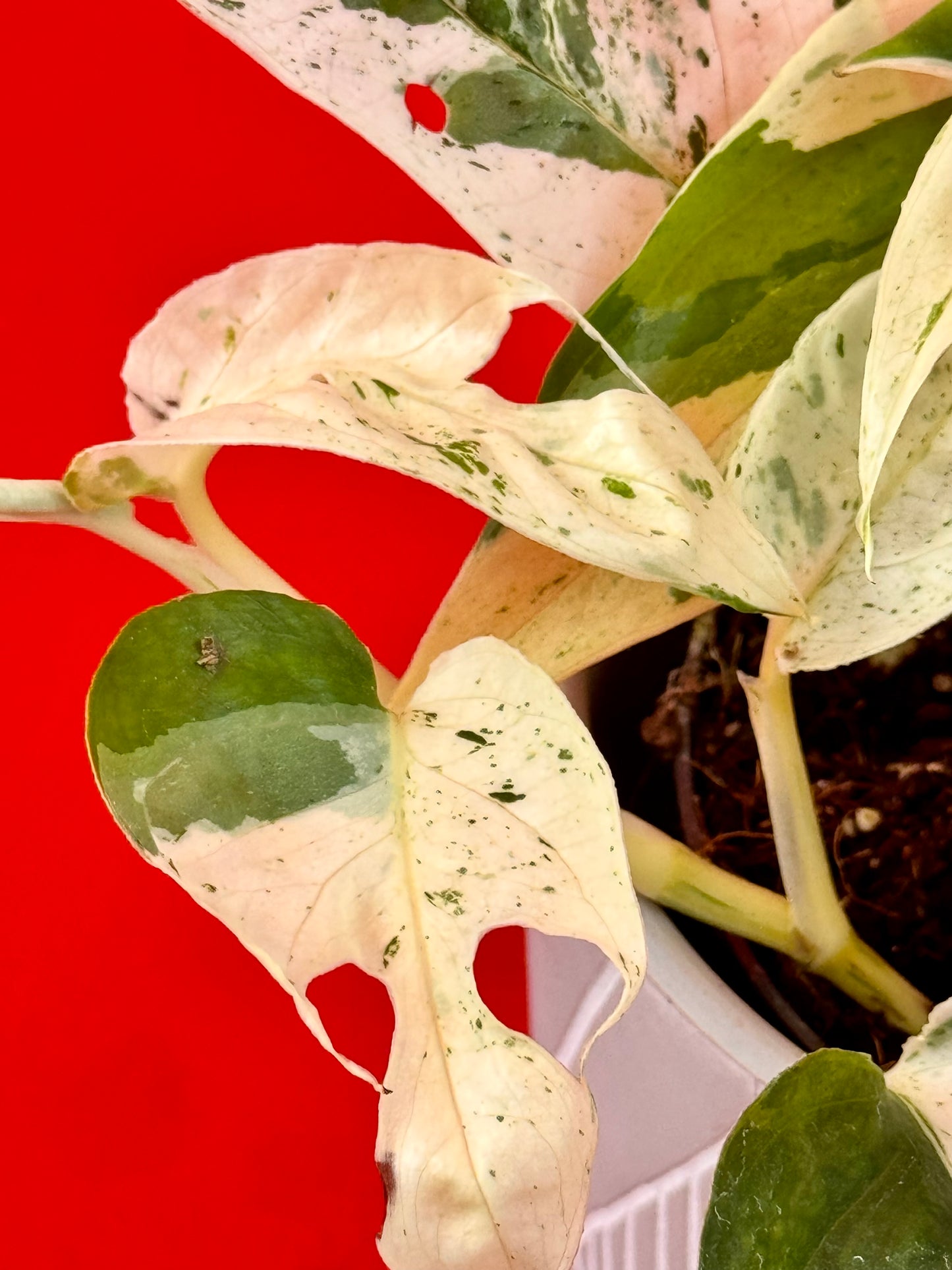 Epipremnum Pinnatum Marble - LUplnts