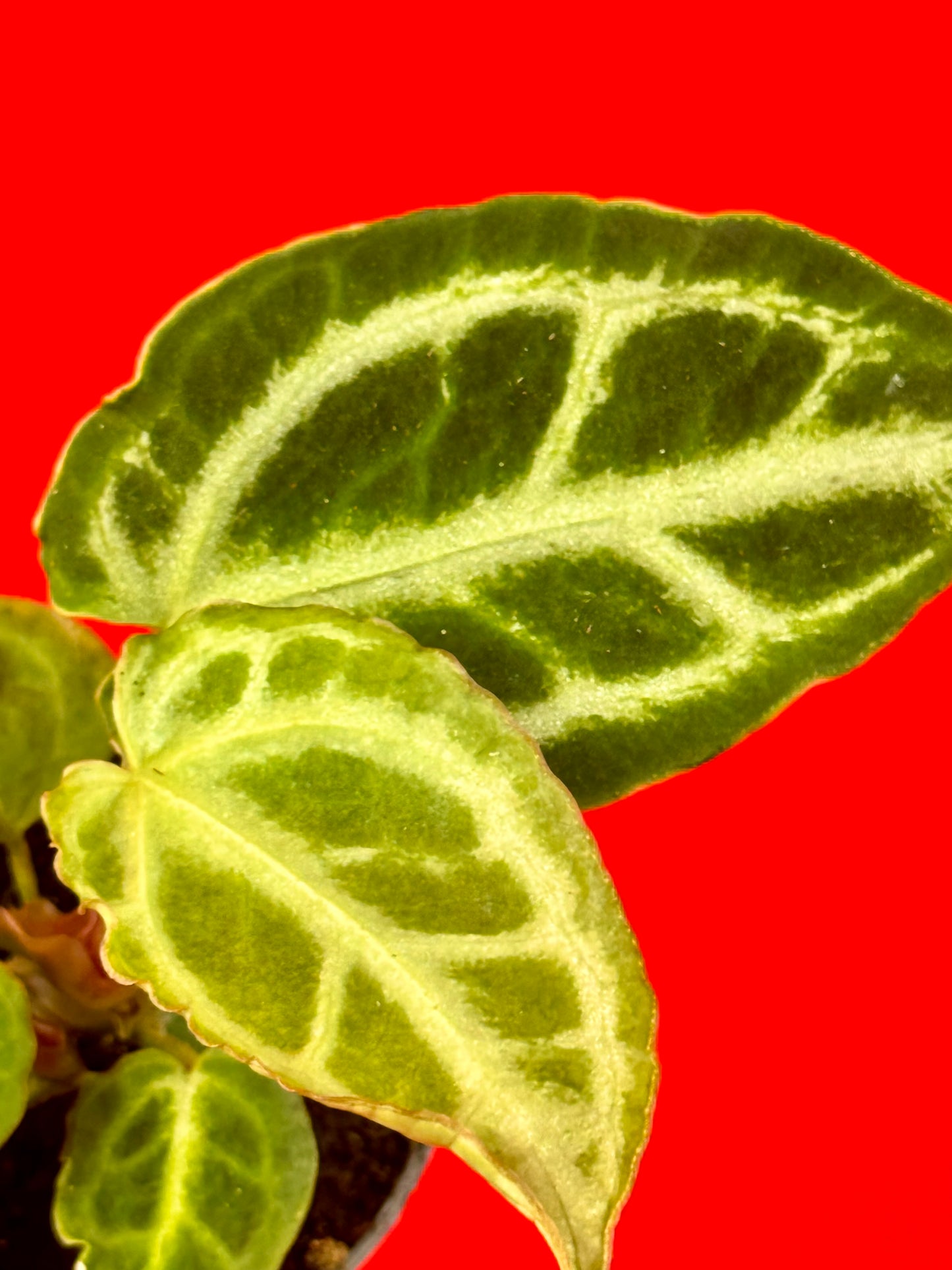 Anthurium Crystallinum ‚Crystal Hope‘ (s) - LUplnts