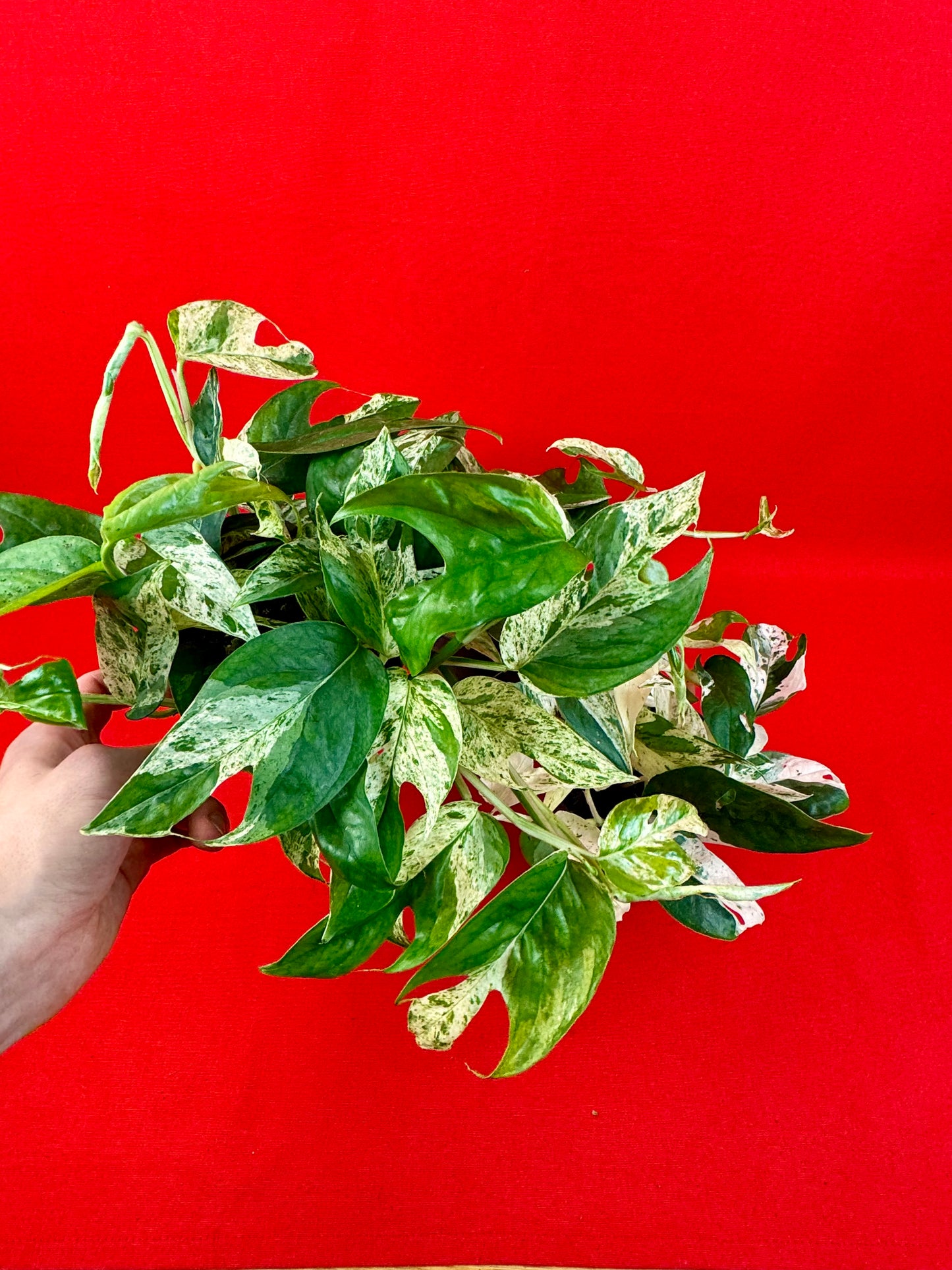 Epipremnum Pinnatum Marble - LUplnts