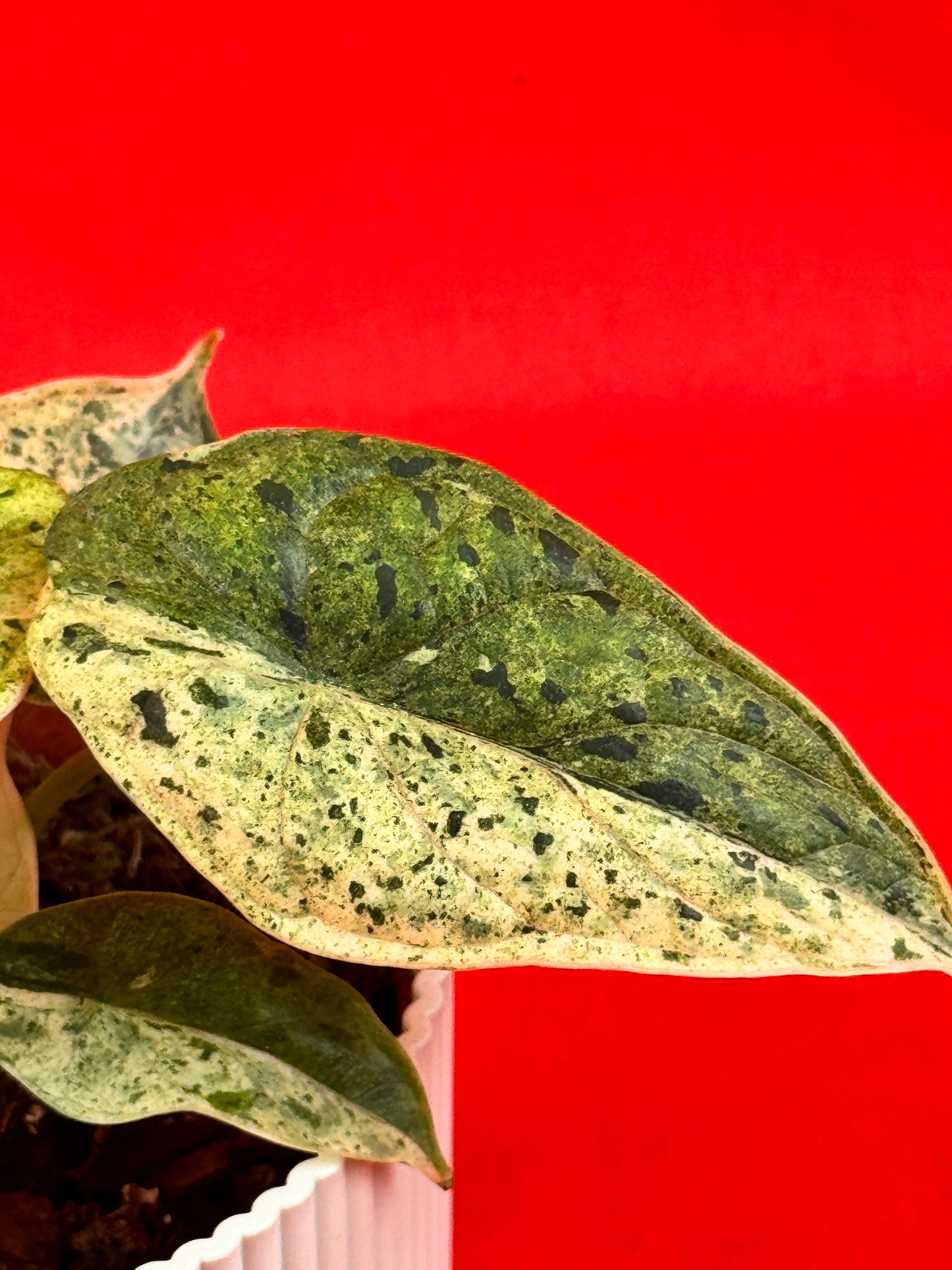 Alocasia Dragon Scale MINT