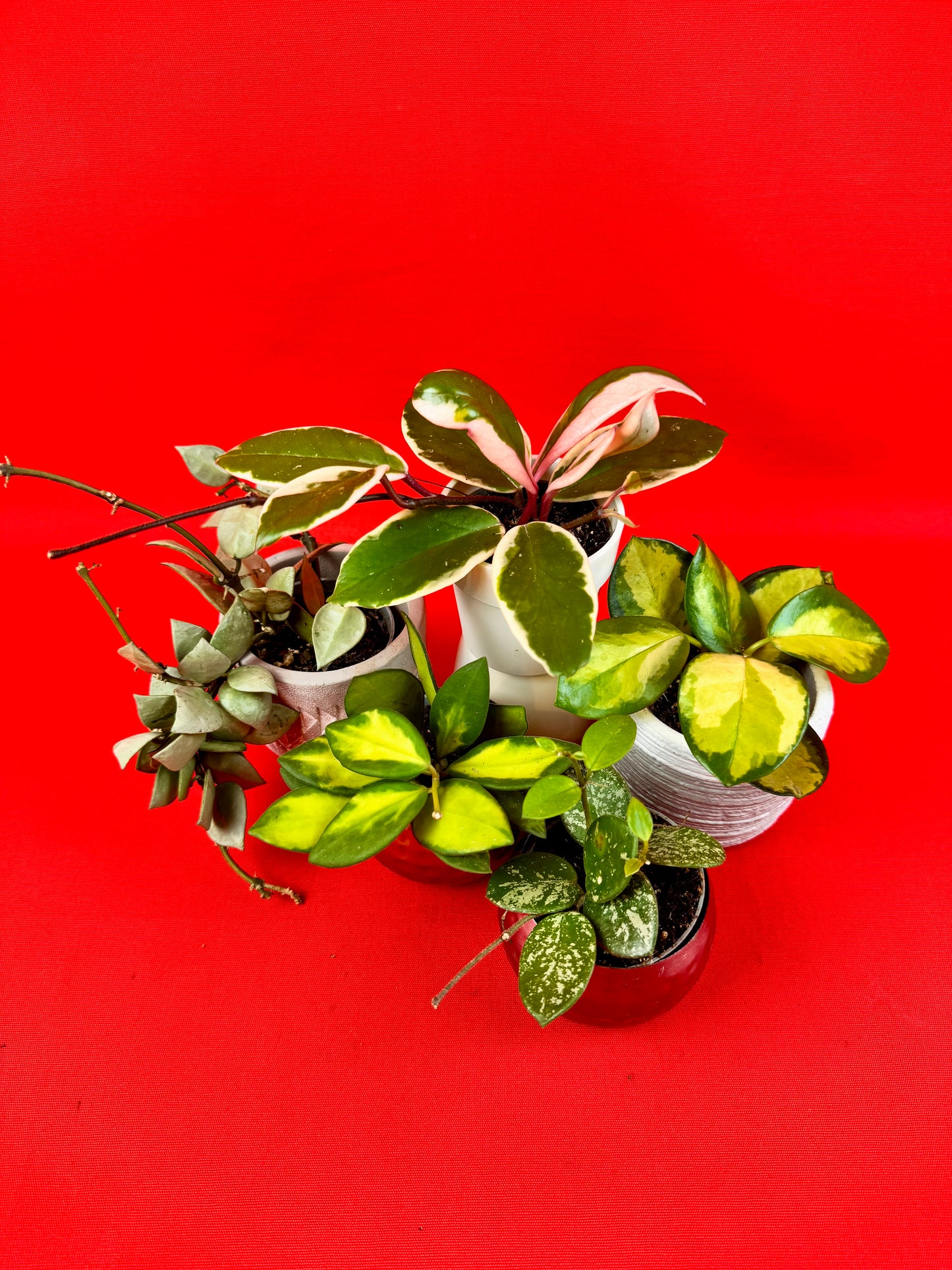 Hoya Bundle (s)
