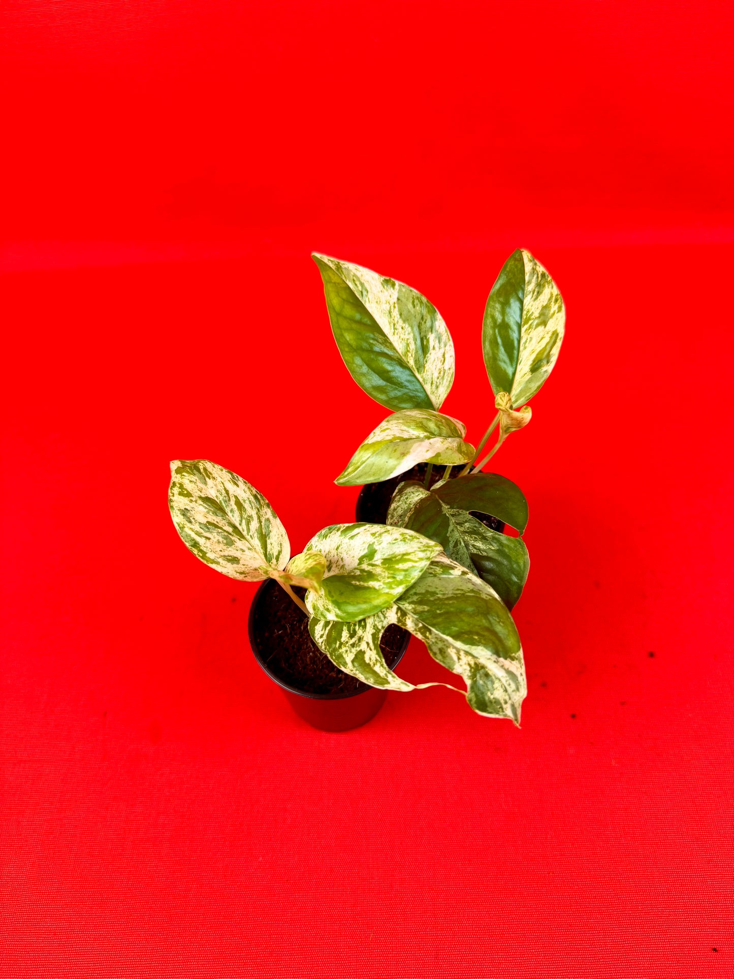 Epipremnum pinnatum 'Marble' (s) - LUplnts