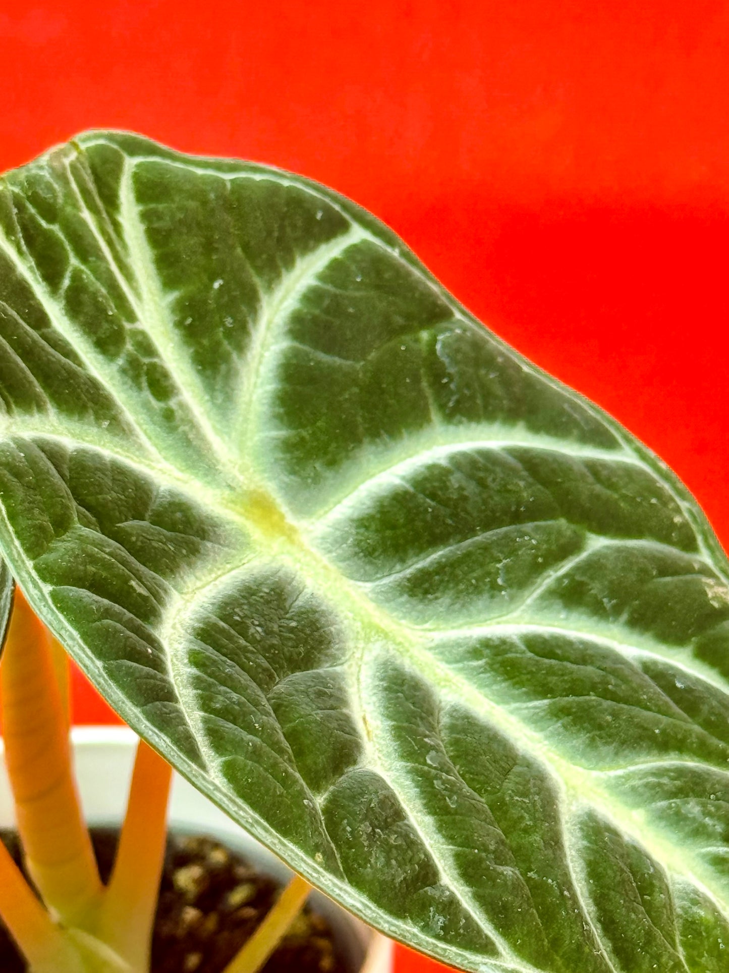 Alocasia reginula 'Ninja' (s) - LUplnts