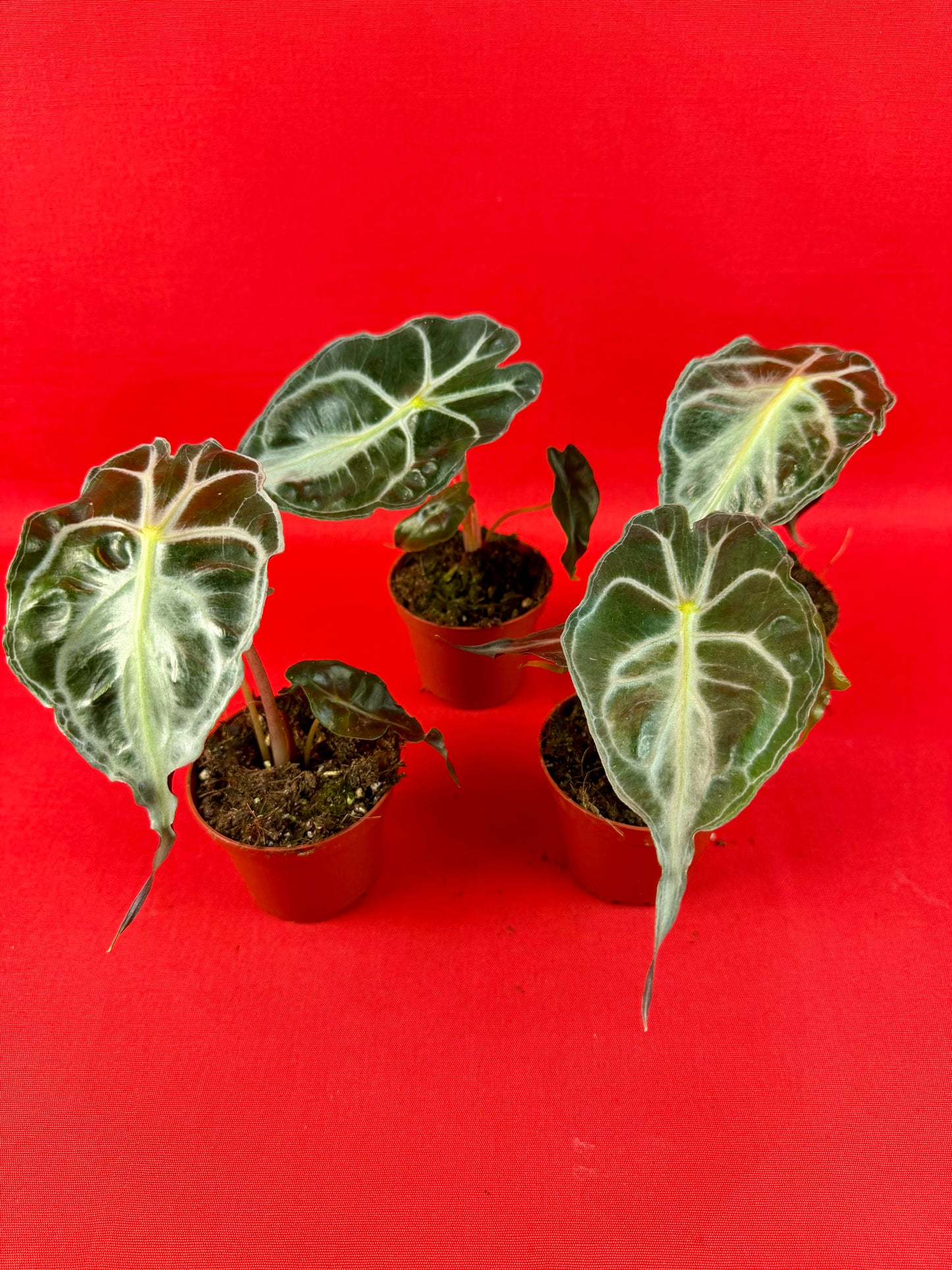 Alocasia Venom