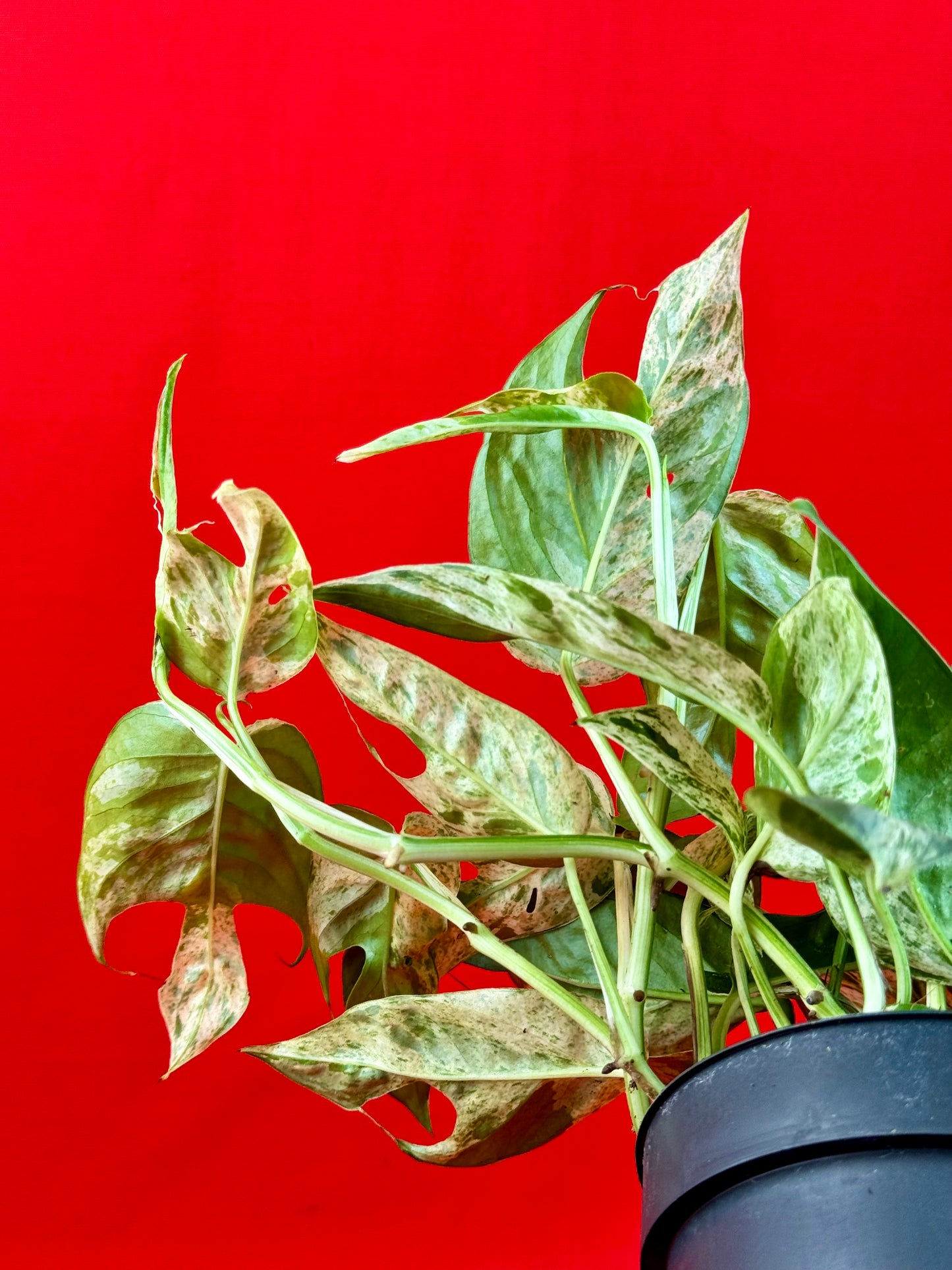 Epipremnum Pinnatum Marble - LUplnts