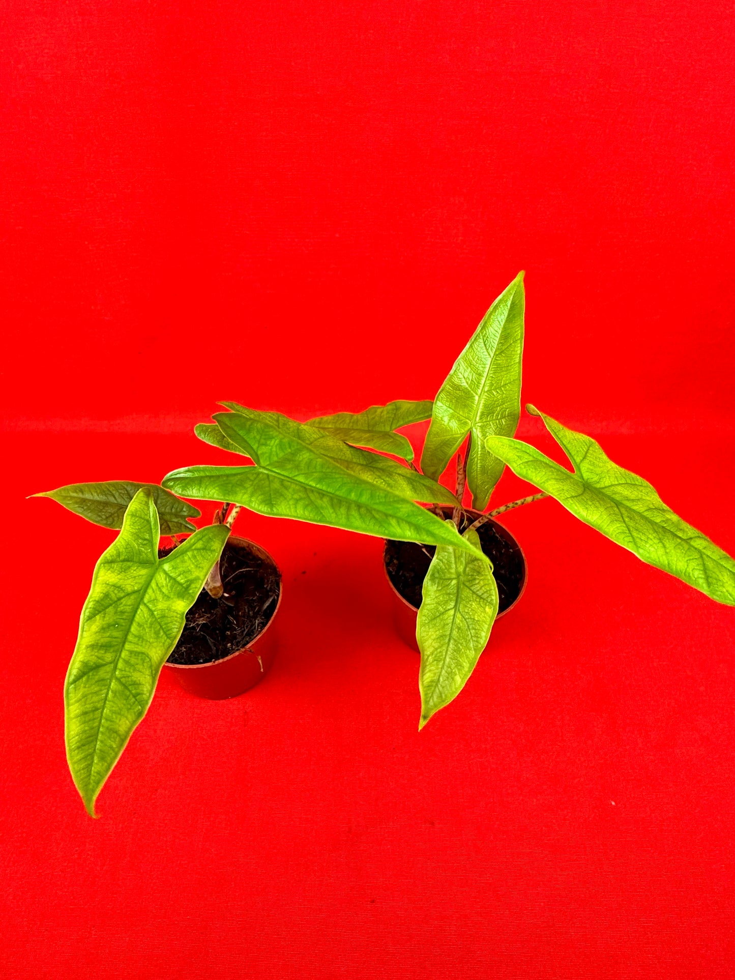 Alocasia sulawesi Green Carpet - LUplnts