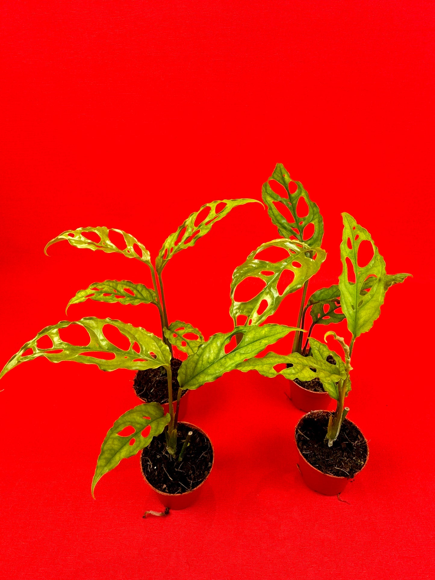Monstera obliqua Peru (s) - LUplnts