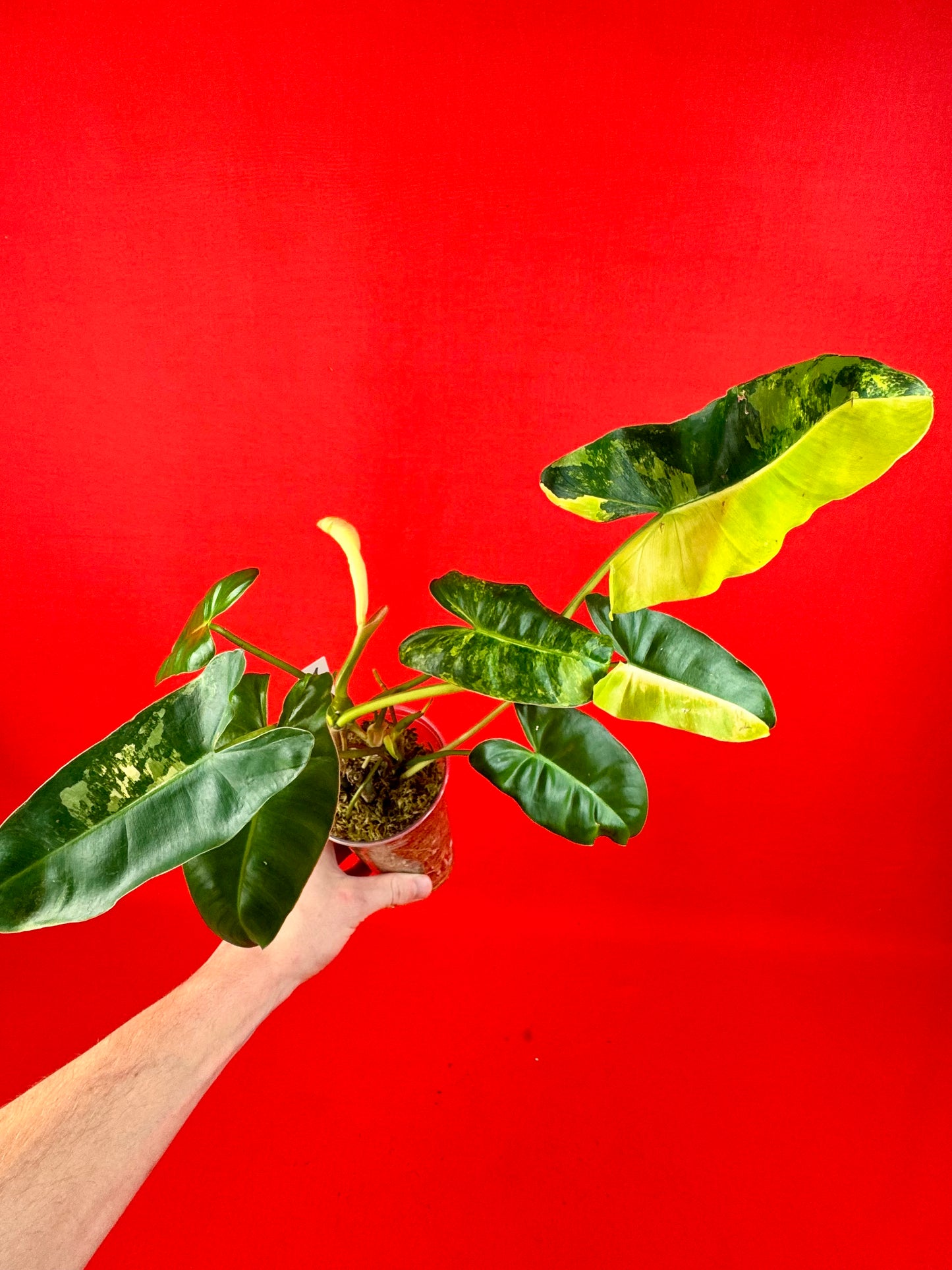 Philodendron Burle Marx variegata - LUplnts