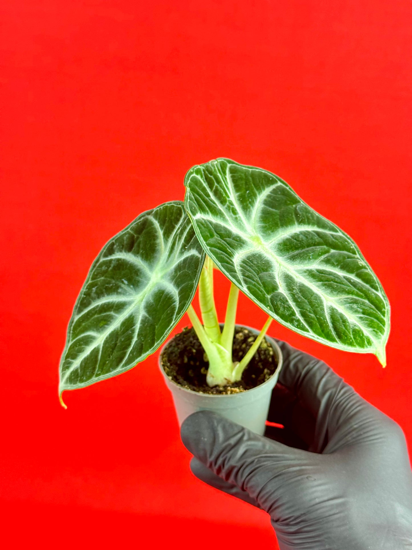Alocasia reginula 'Ninja' (s) - LUplnts