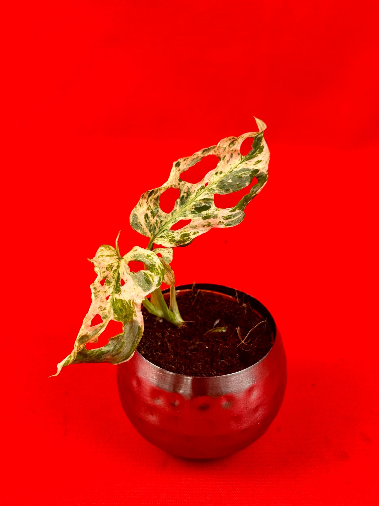 Monstera Frozen Freckless (s) - LUplnts