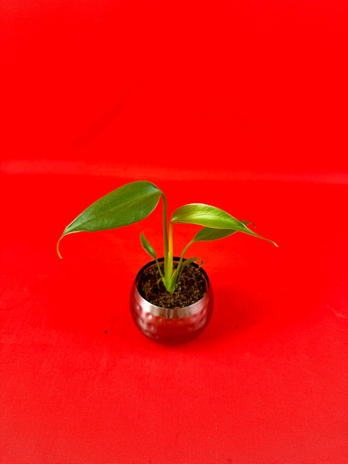 Monstera Burle Marx Flame (s)