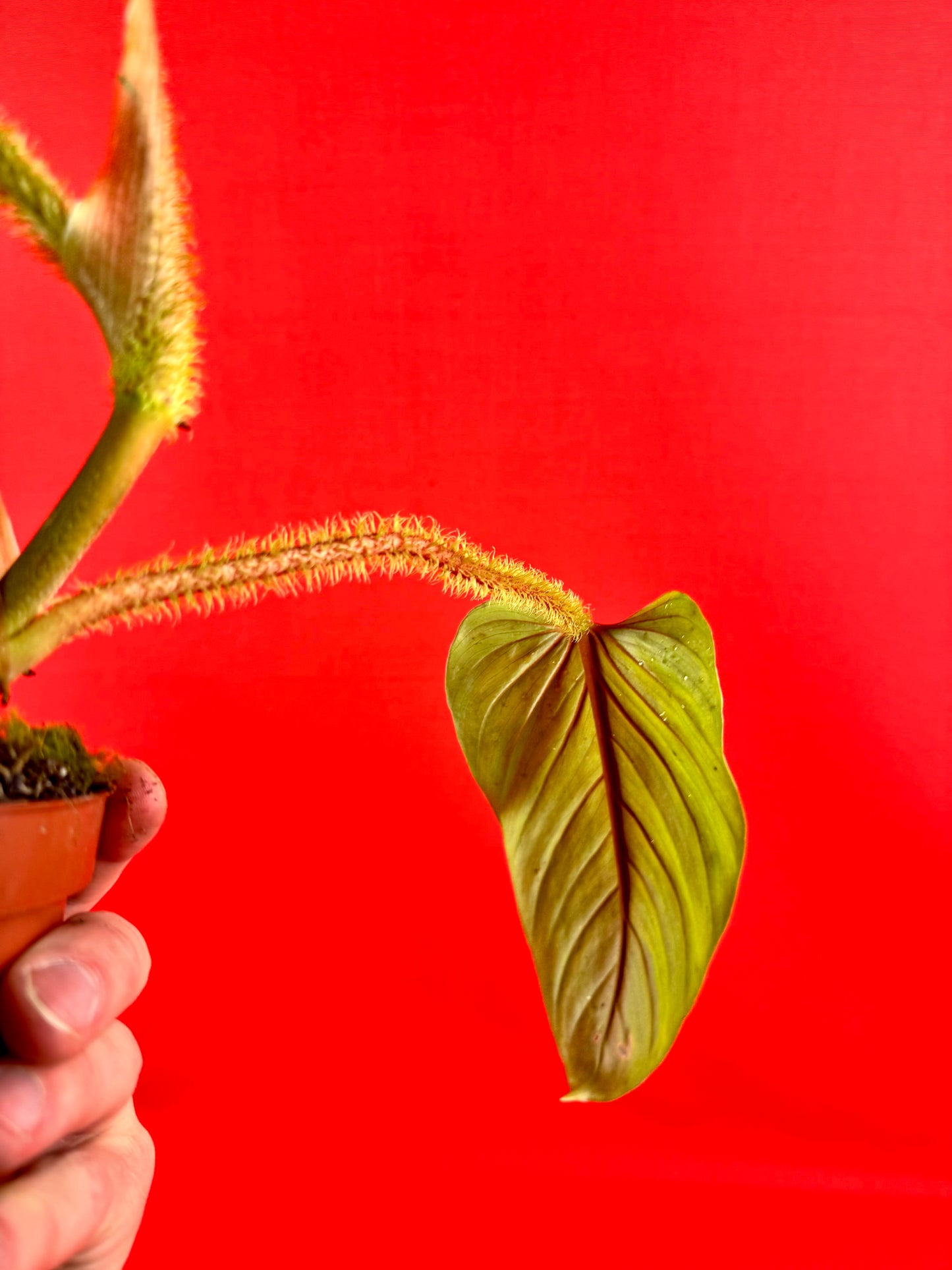 Philodendron Serpens - LUplnts