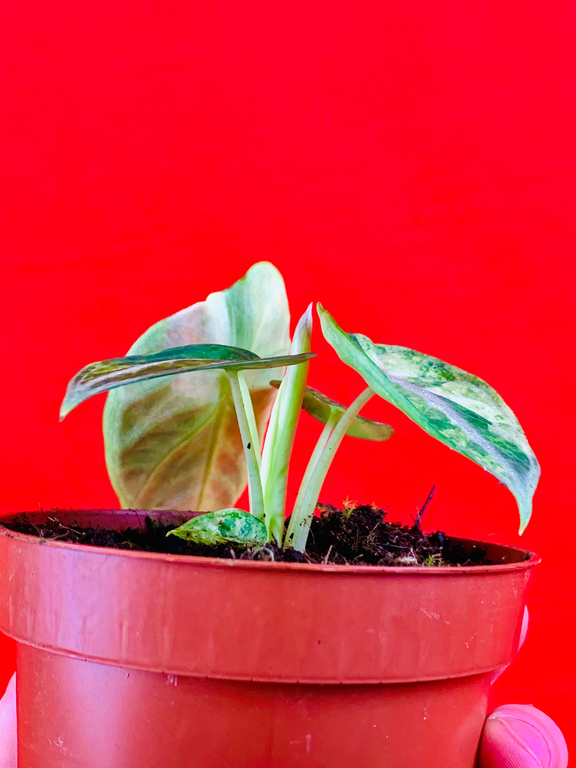 Alocasia Ninja Tricolor - LUplnts