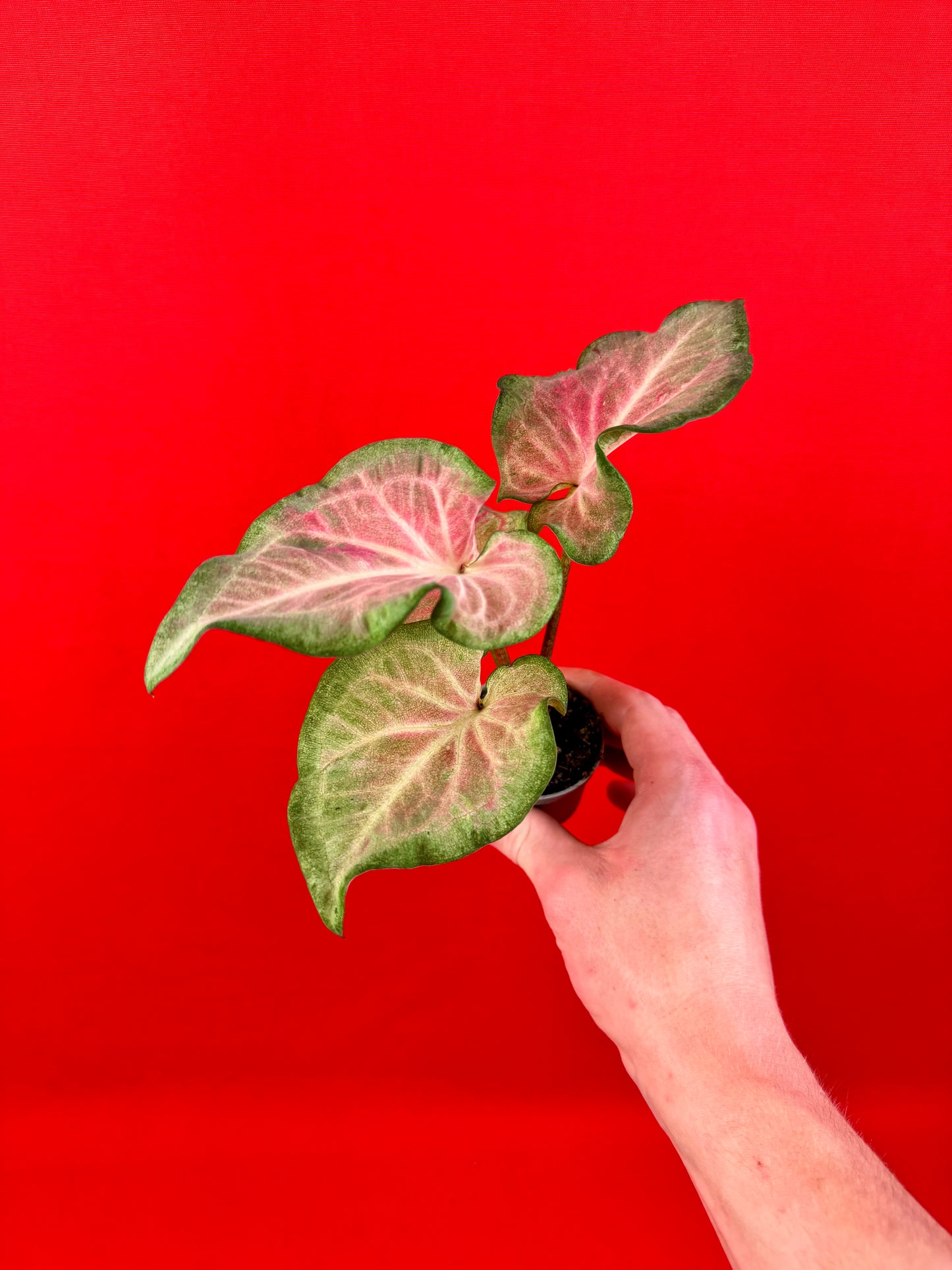 Caladium-Bündel (s)