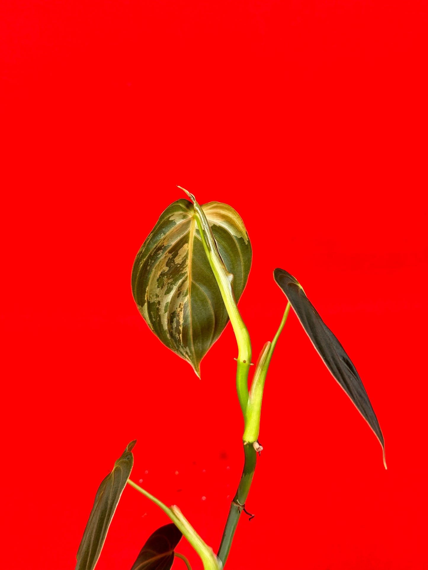 Philodendron Melanochrysum Variegata - LUplnts