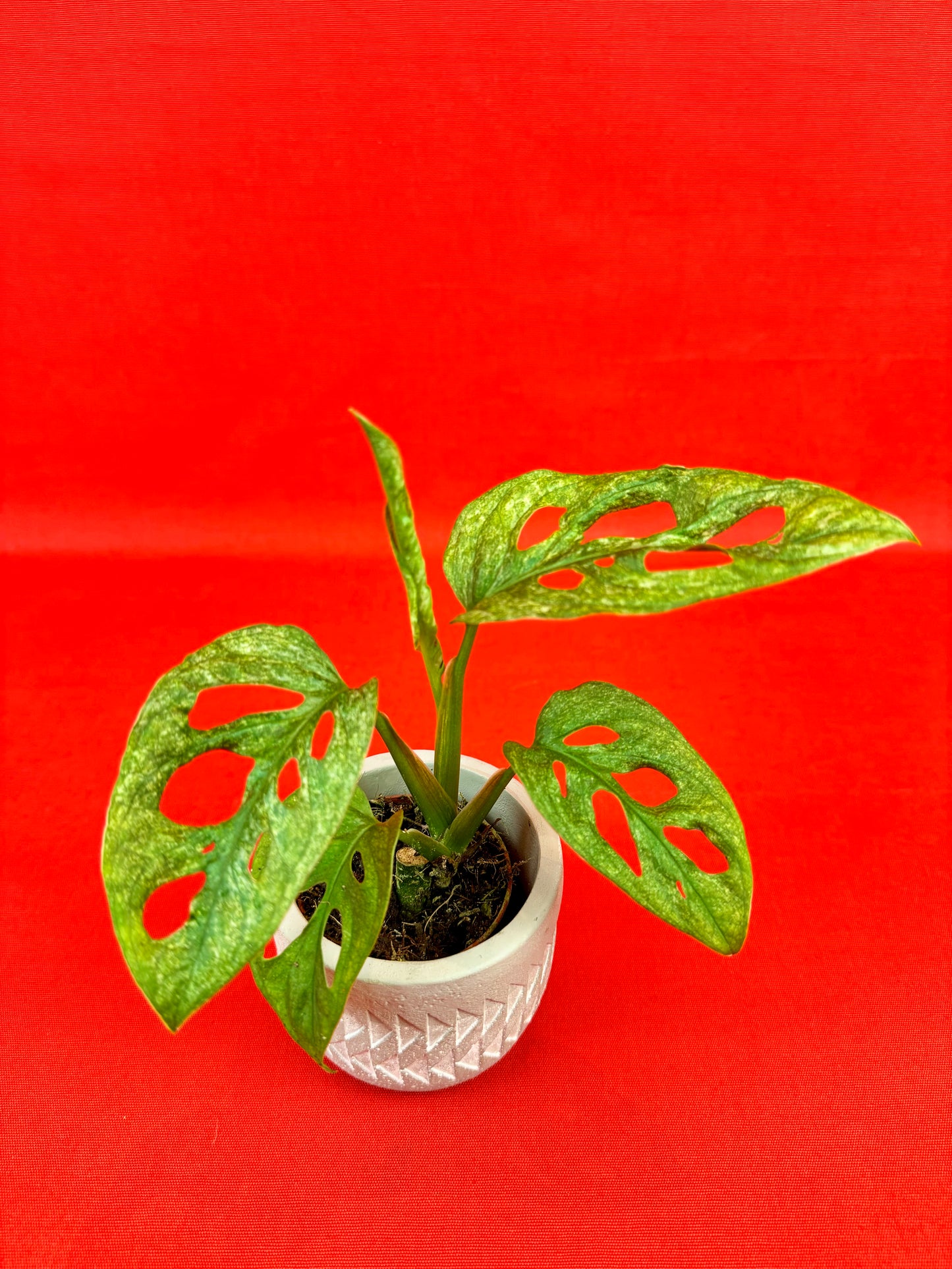 Monstera adansonii MINT (s) - LUplnts