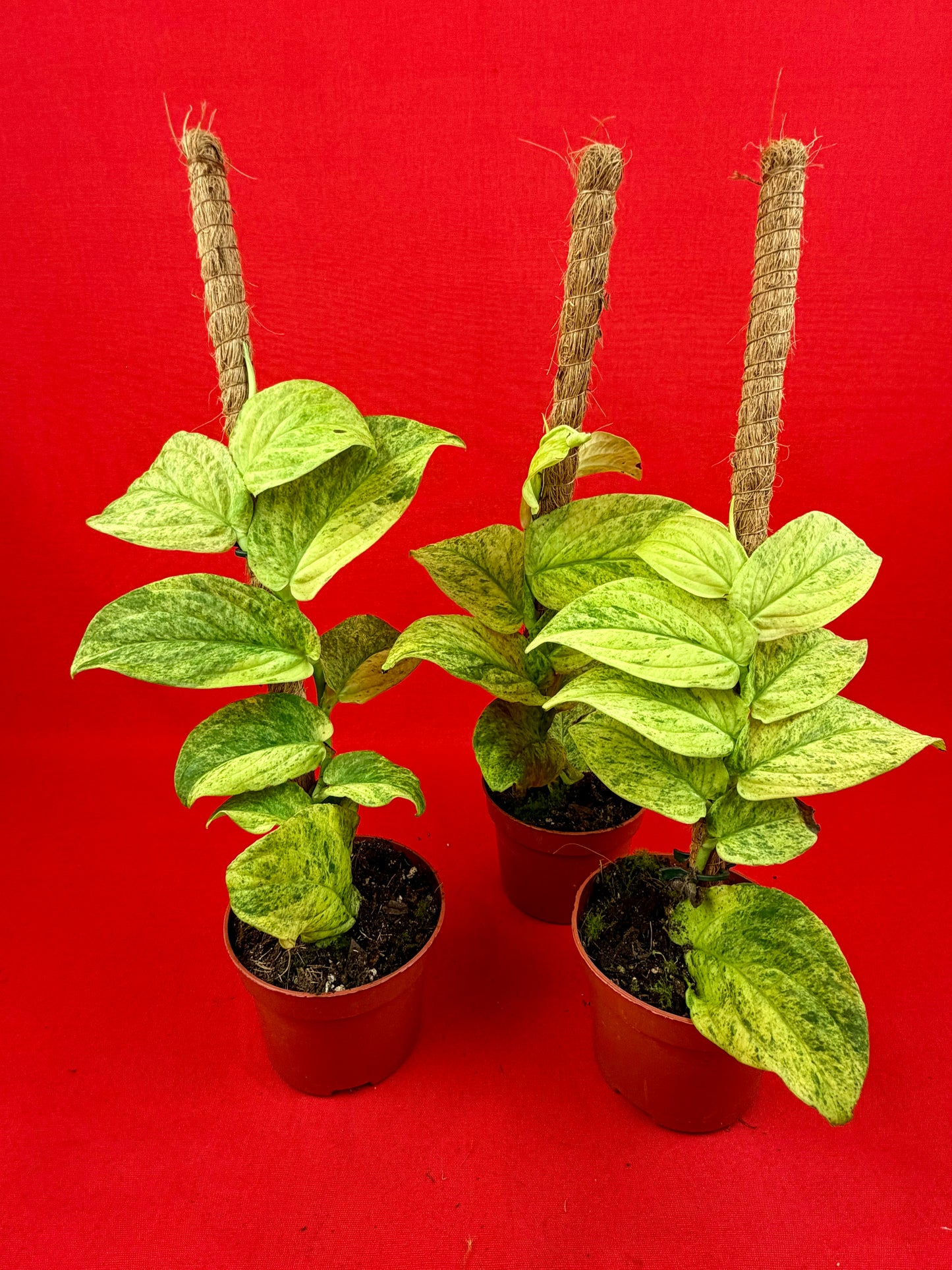 Raphidophora korthalsii ‘Marble‘