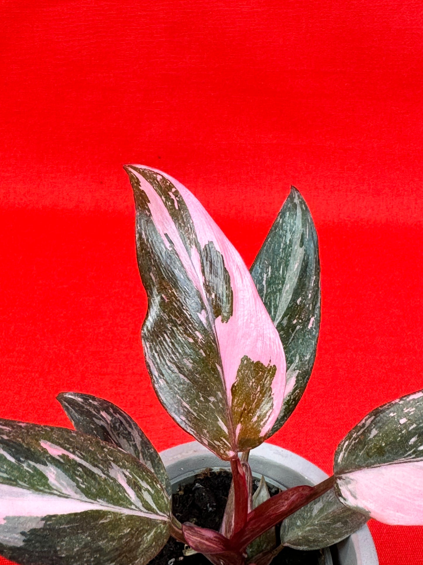 Philodendron 'Pink Princess Marble' (s) - LUplnts
