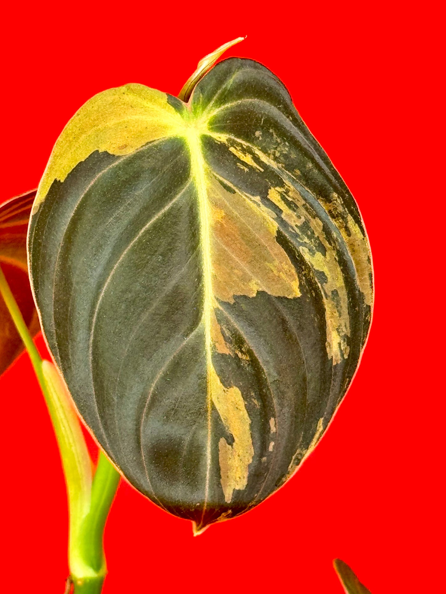 Philodendron Melanochrysum Variegata - LUplnts