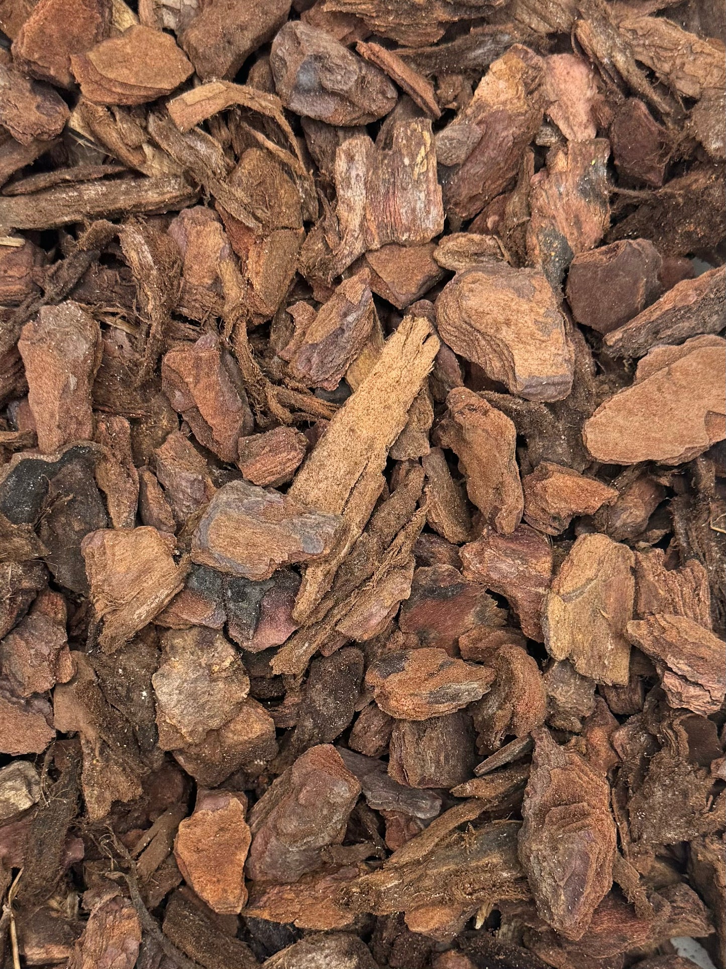 Pine Bark - LUplnts