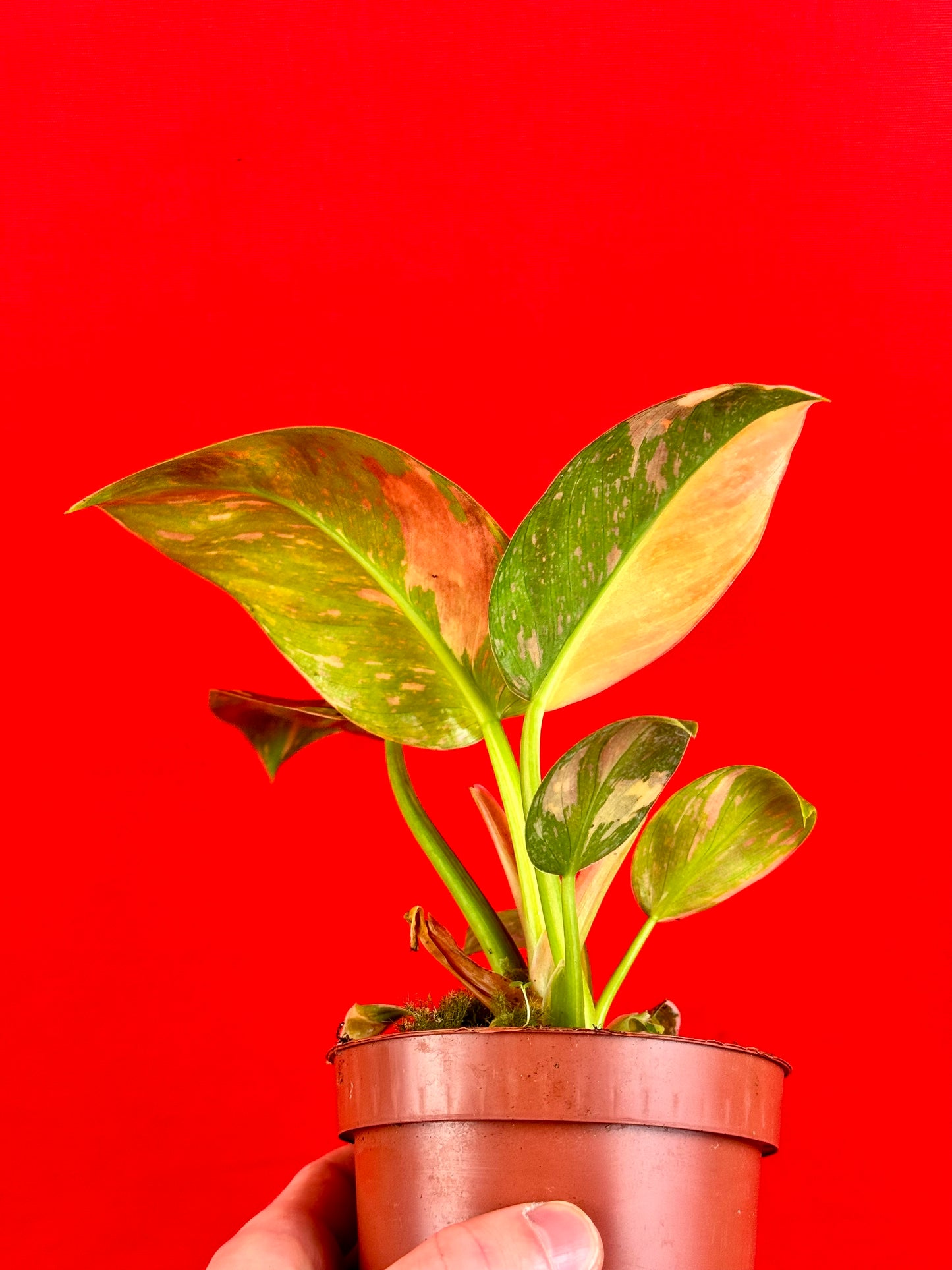 Philodendron green Congo