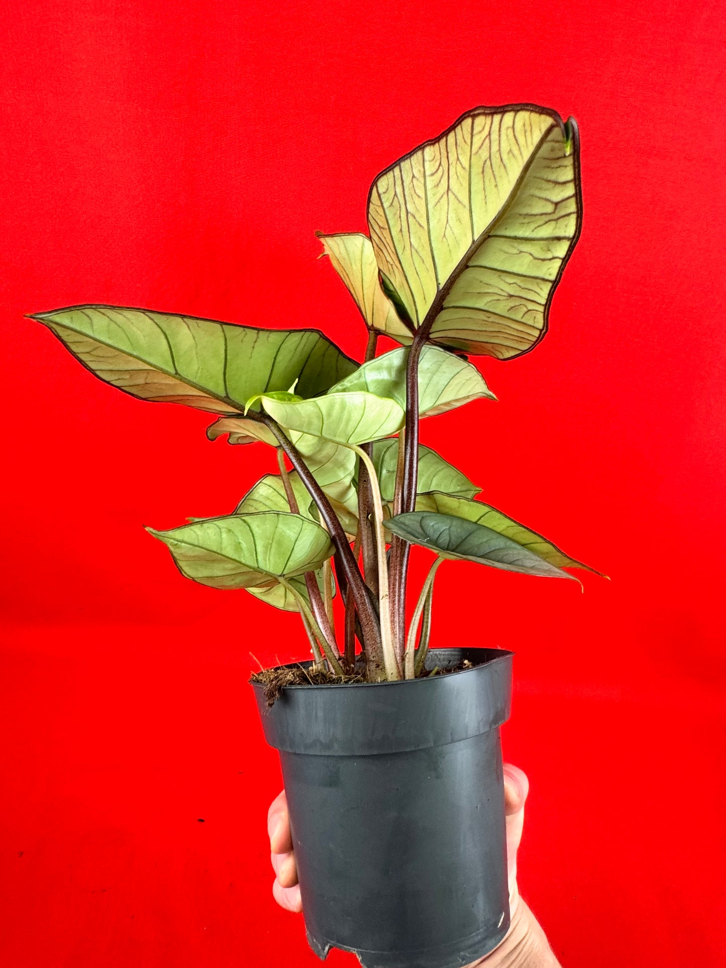 Alocasia Platinum - LUplnts