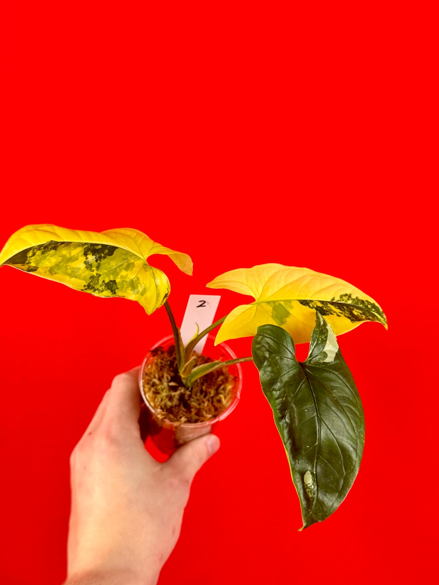 Syngonium Aurea - LUplnts